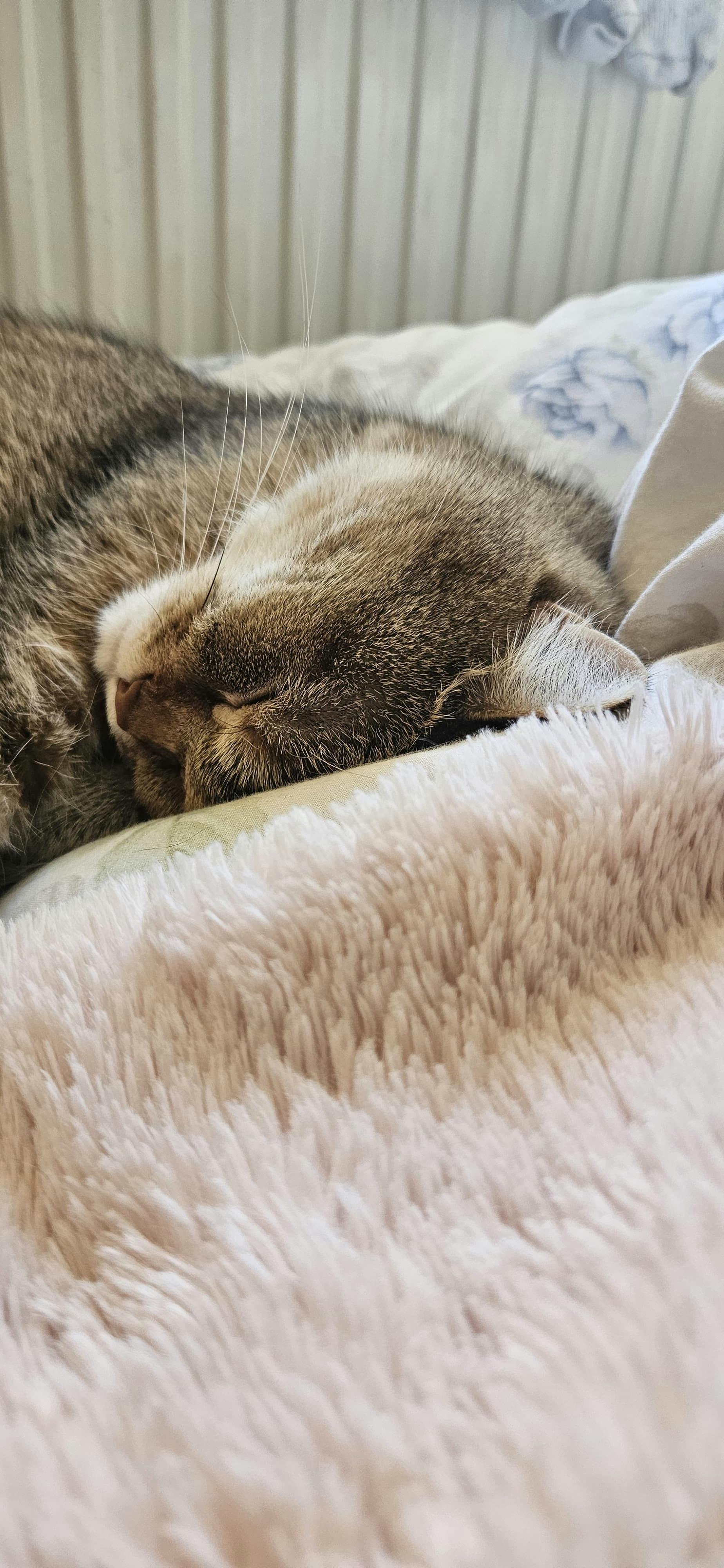 ベッドの上で丸くなって眠る子猫