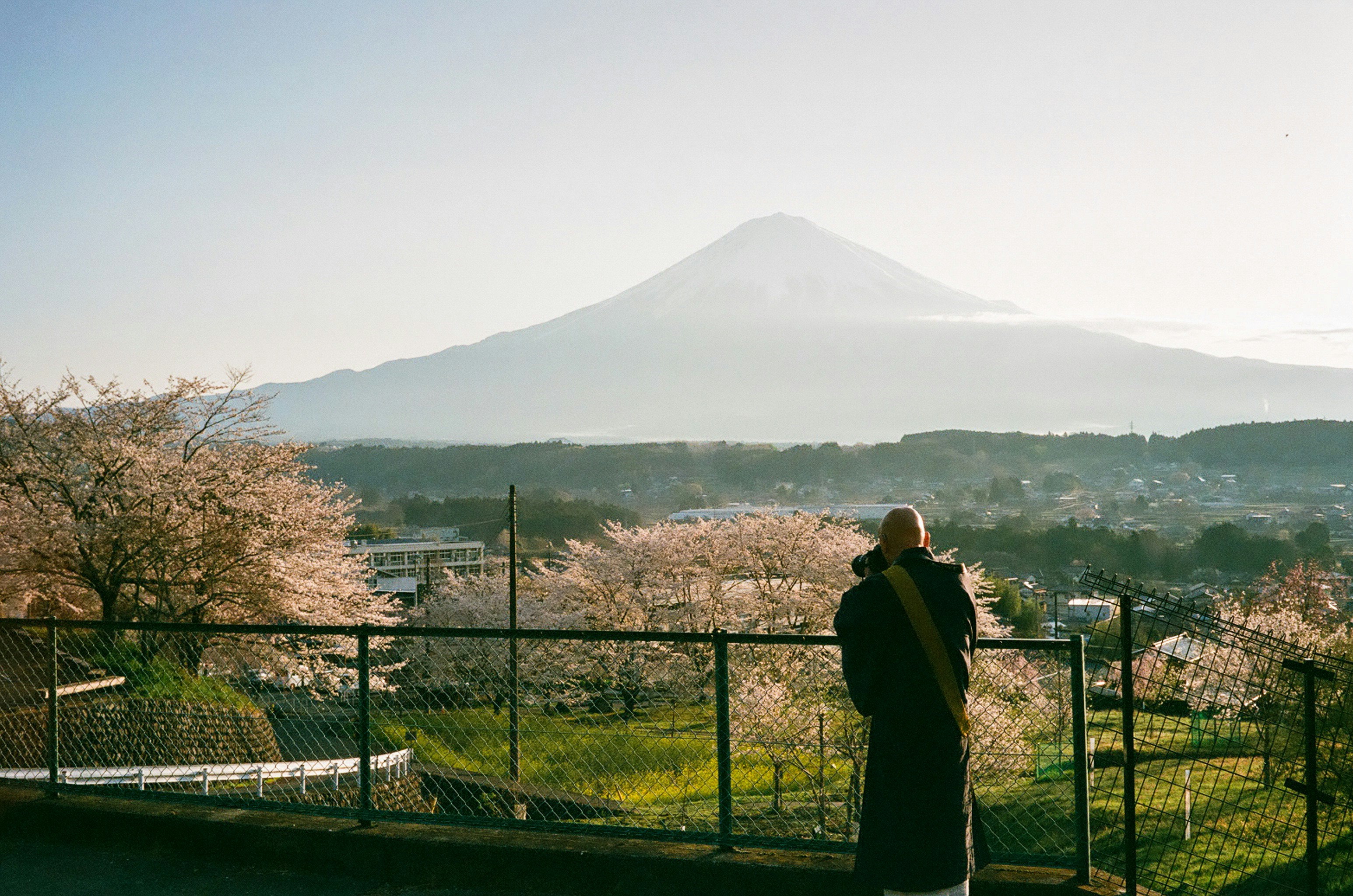 展望台から見える桜並木と遠くの山並み