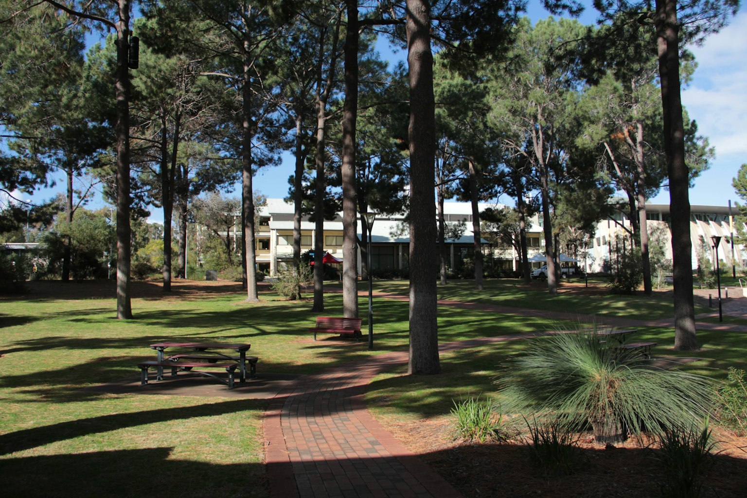 Spacious park landscape featuring tall trees and lush grass