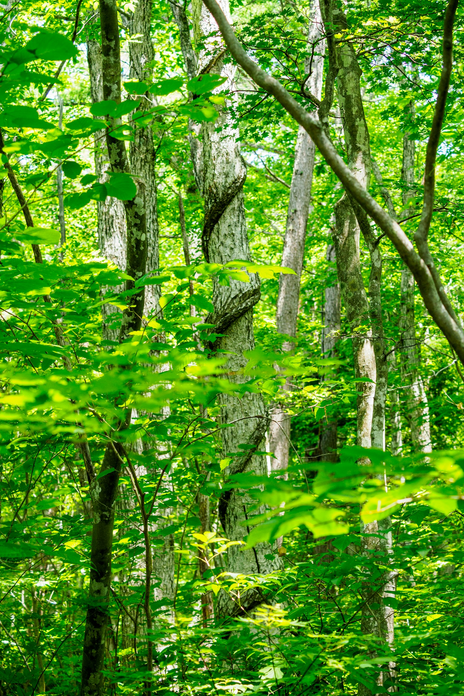 Scène de forêt verdoyante avec des arbres denses et un feuillage