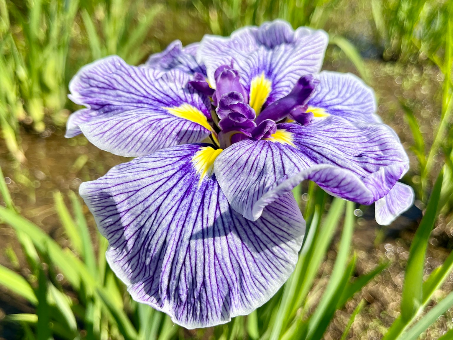 紫色花瓣和黃色點綴的鳶尾花