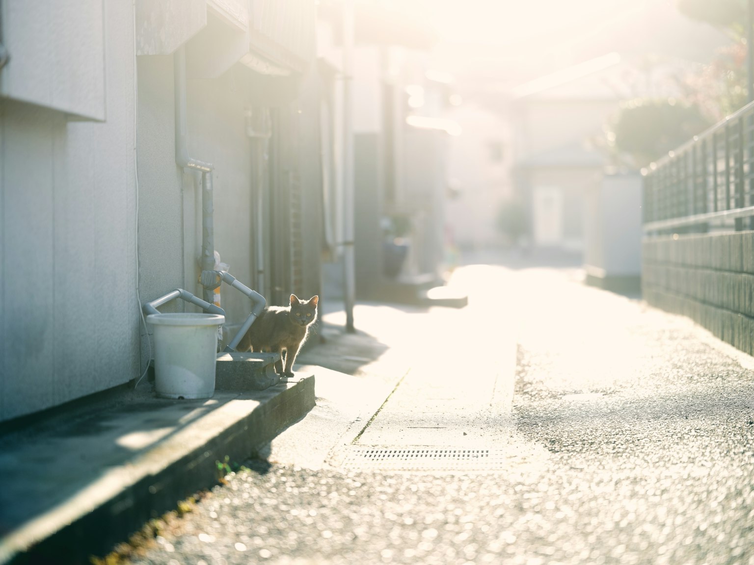 Un chat marchant dans une rue ensoleillée avec des maisons à proximité