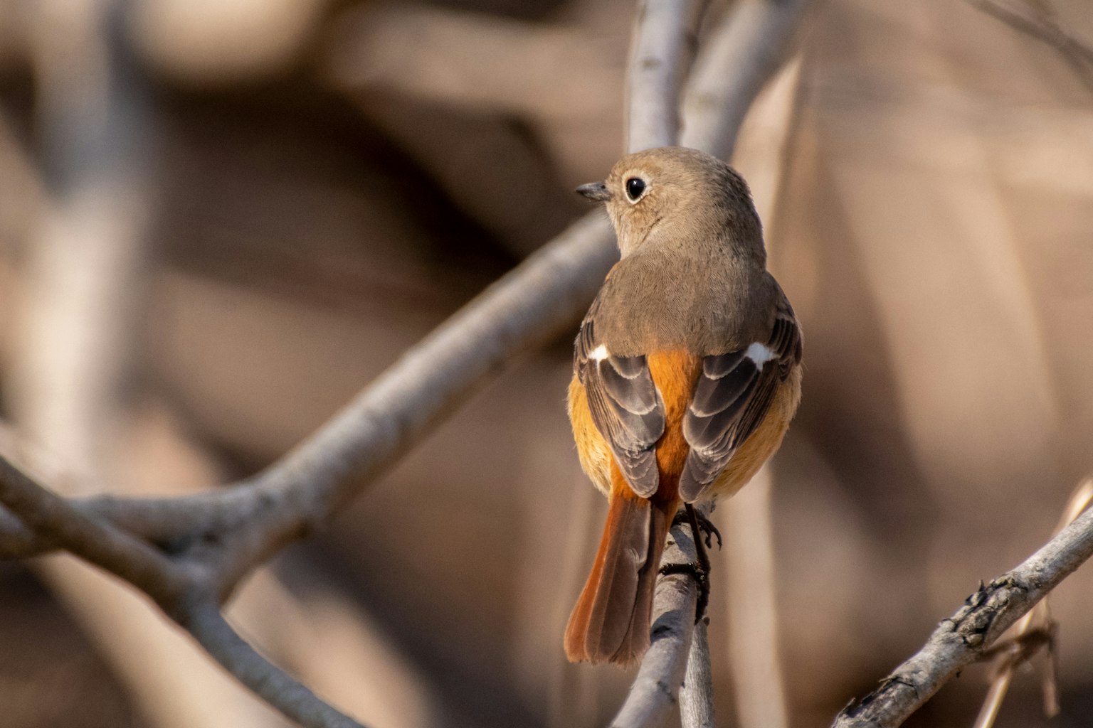 Ein kleiner Vogel sitzt von hinten auf einem Ast Die Federn des Vogels sind braun und orange