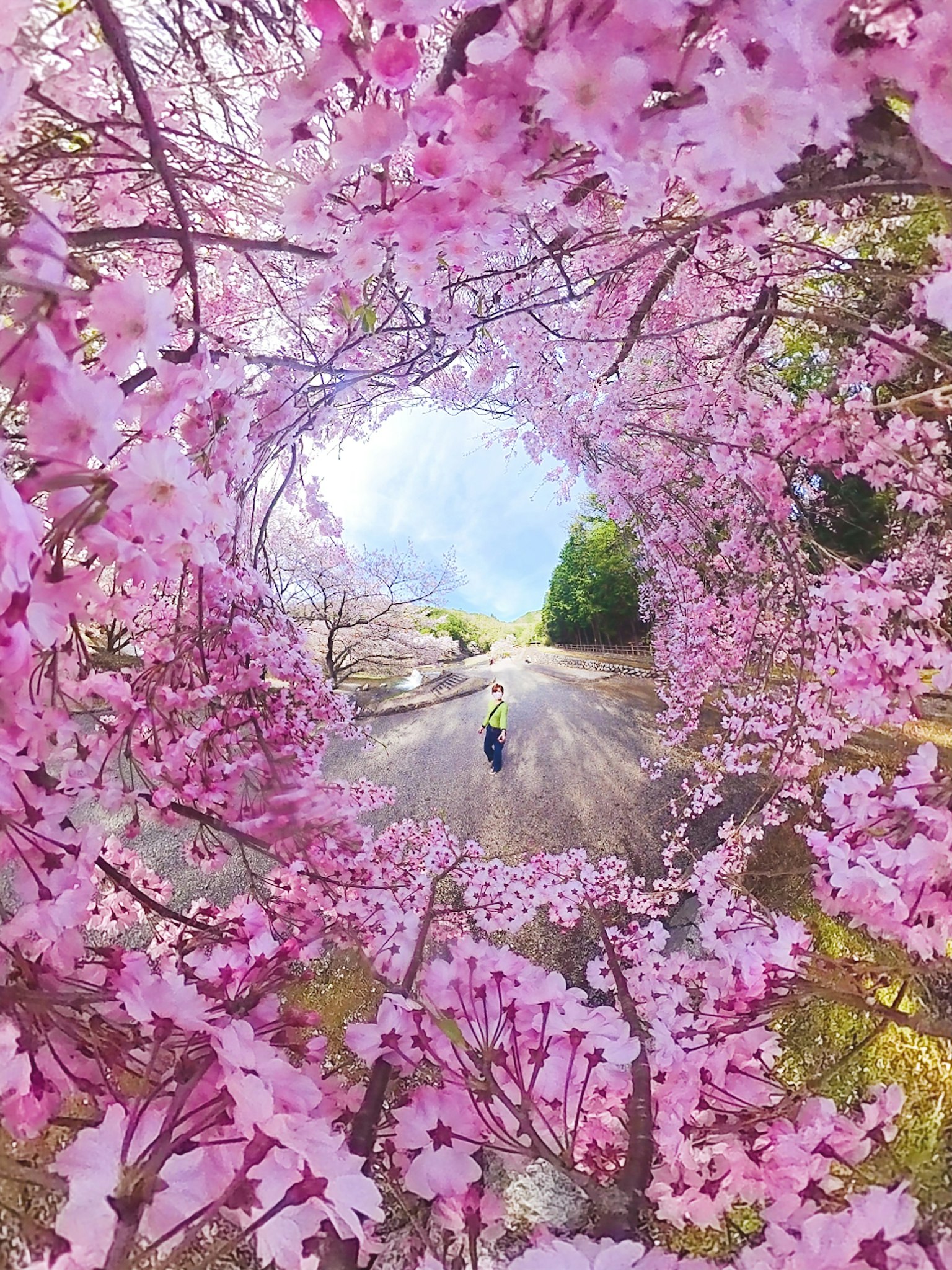 A person walking along a path surrounded by cherry blossoms