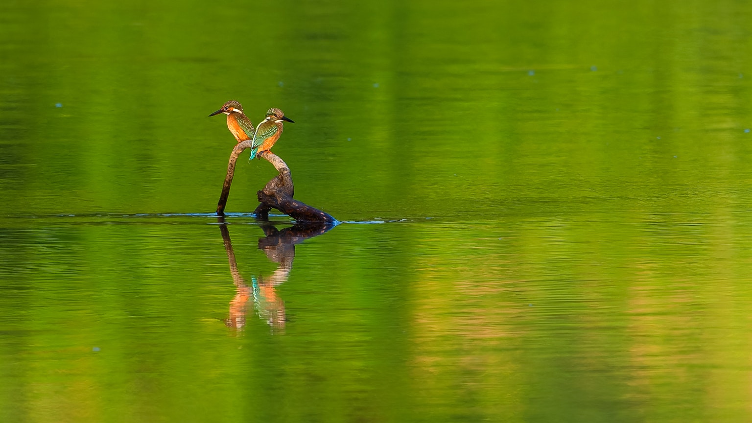 Dos aves posadas en una rama reflejadas en un lago verde