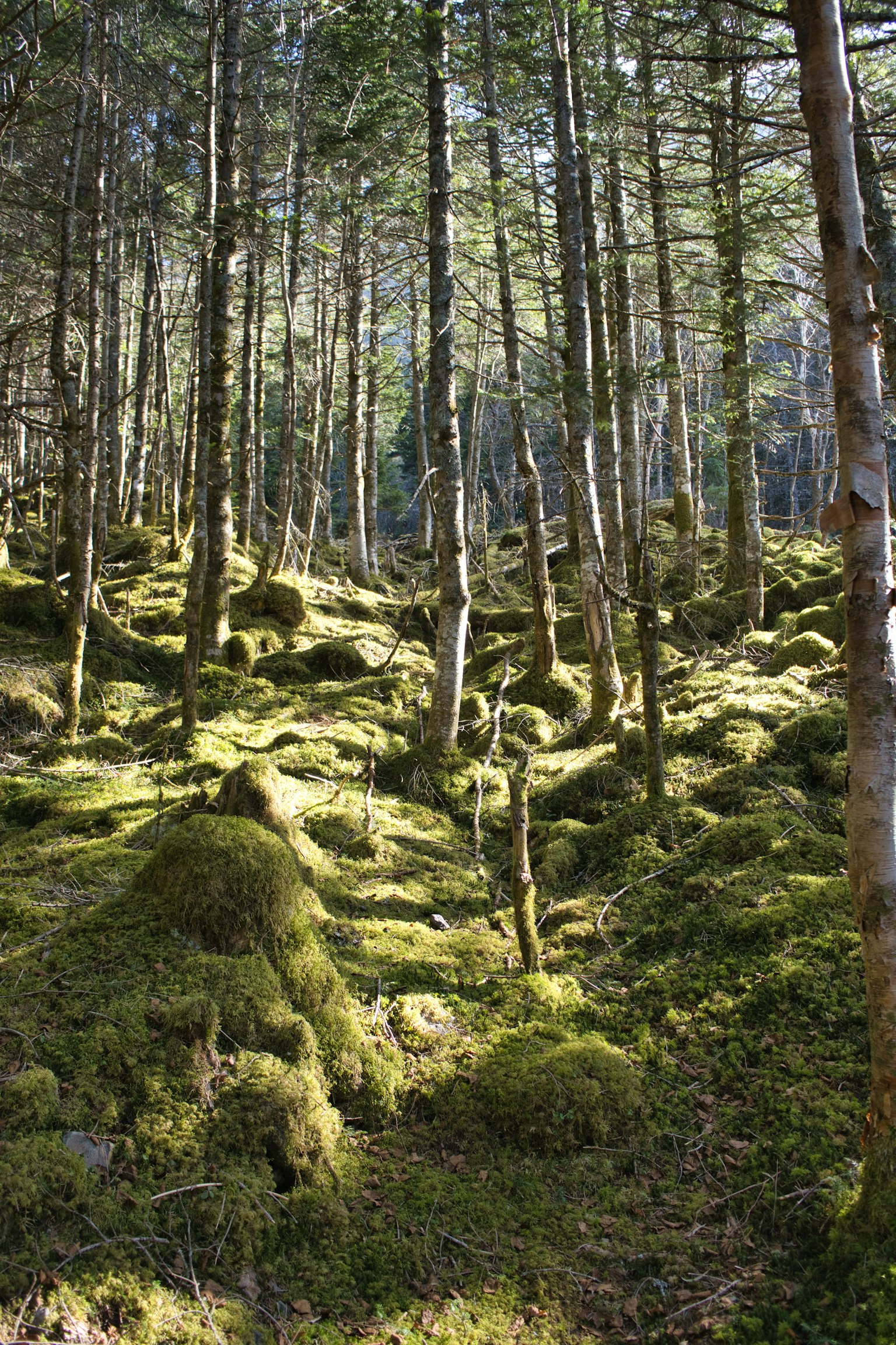 Waldlandschaft, die mit grünem Moos bedeckt ist, mit stehenden Bäumen, die die Ruhe der Natur einfangen