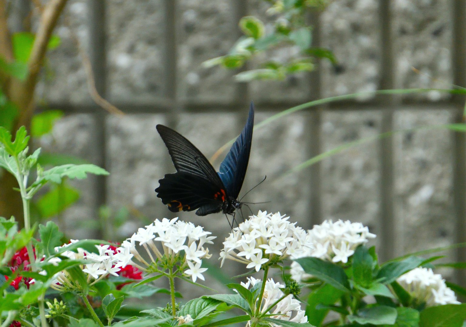Schwarzer Schmetterling ruht auf weißen Blumen in einem Garten