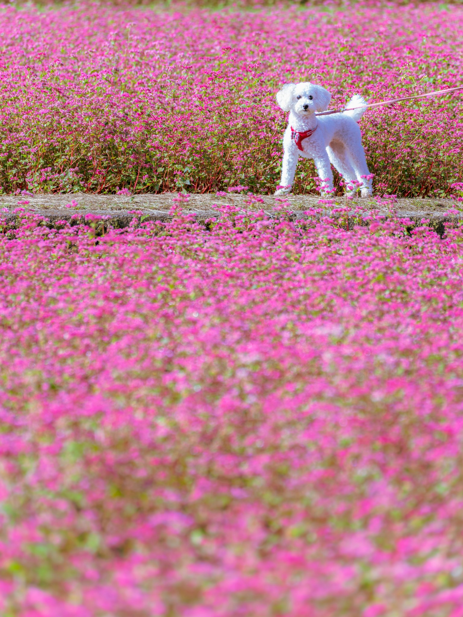 Un chien blanc se tenant dans un champ de fleurs roses vives