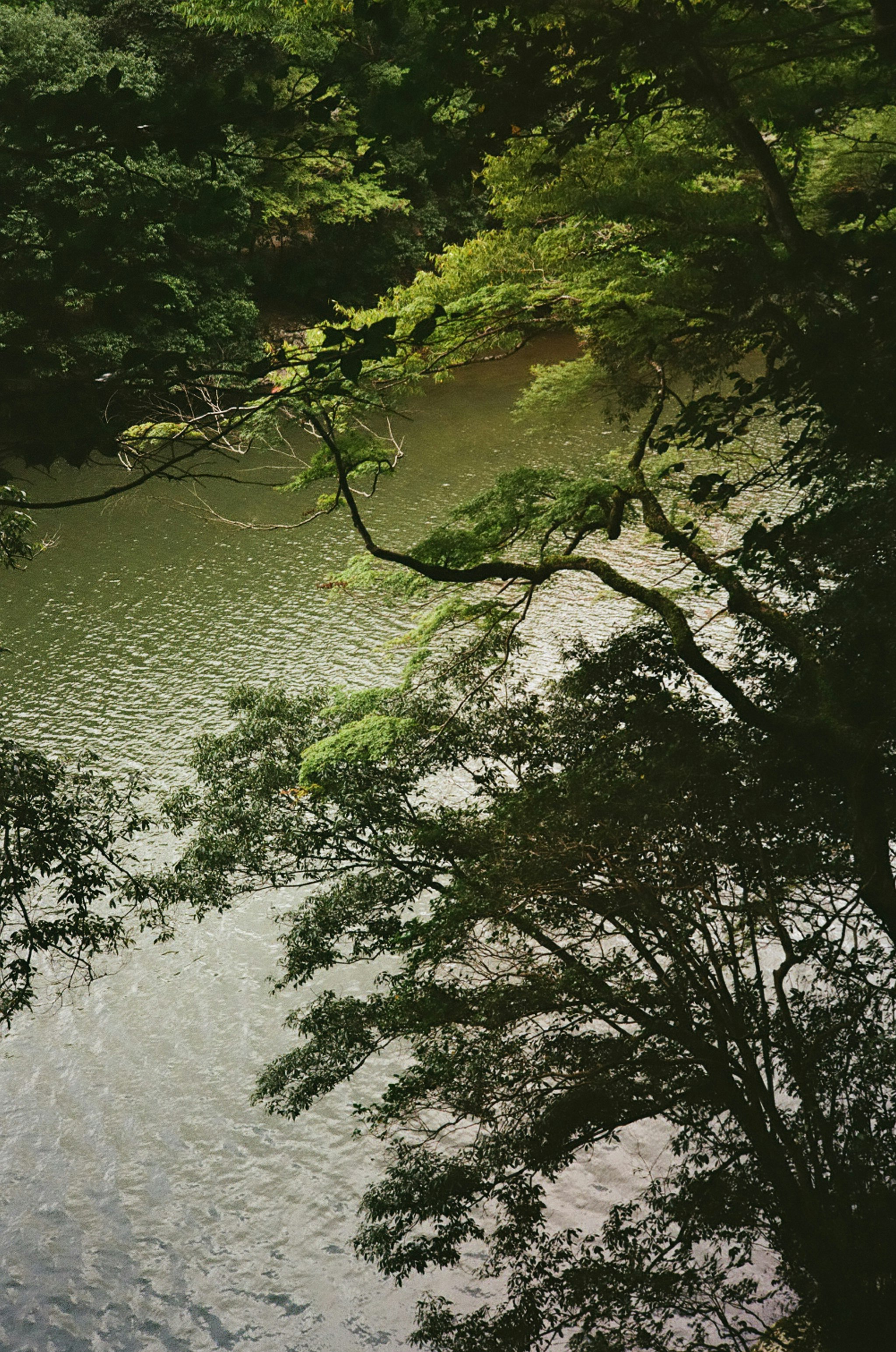 嵐山の川辺を覆う新緑の木々