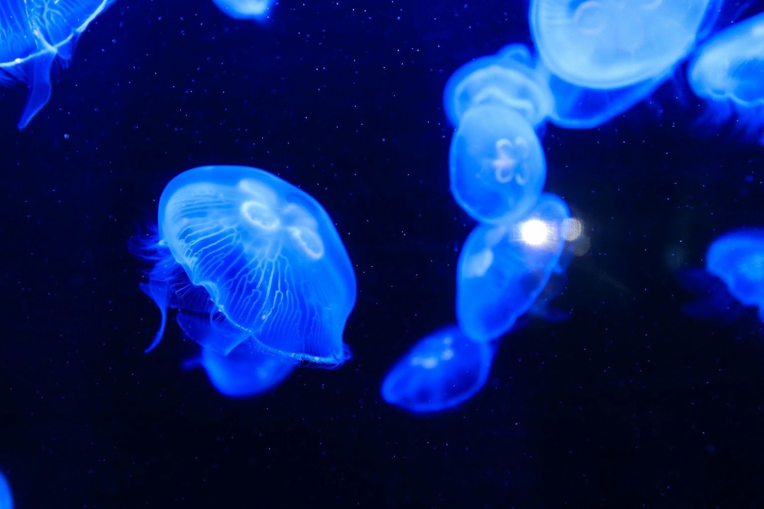 Imagen de medusas azules flotando en el agua