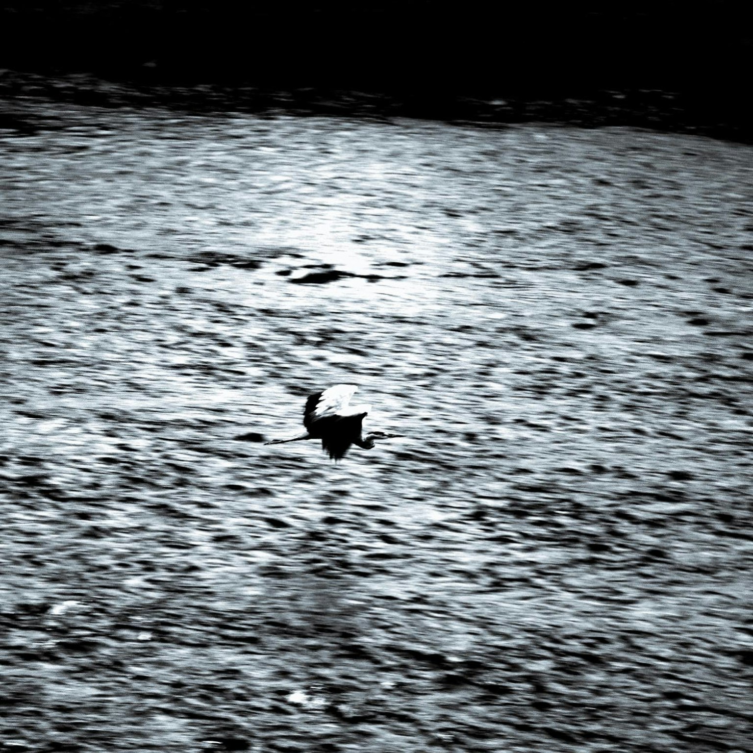 Imagen en blanco y negro de un pájaro volando sobre el agua