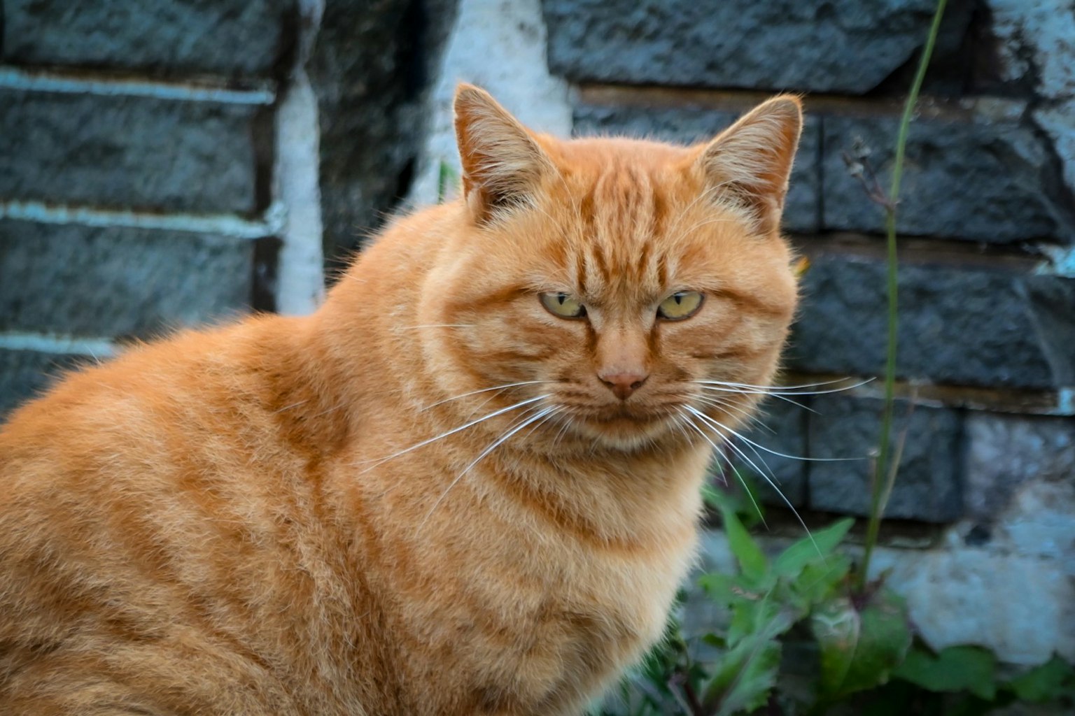 Chat orange fixant l'objectif avec un fond de mur en pierre