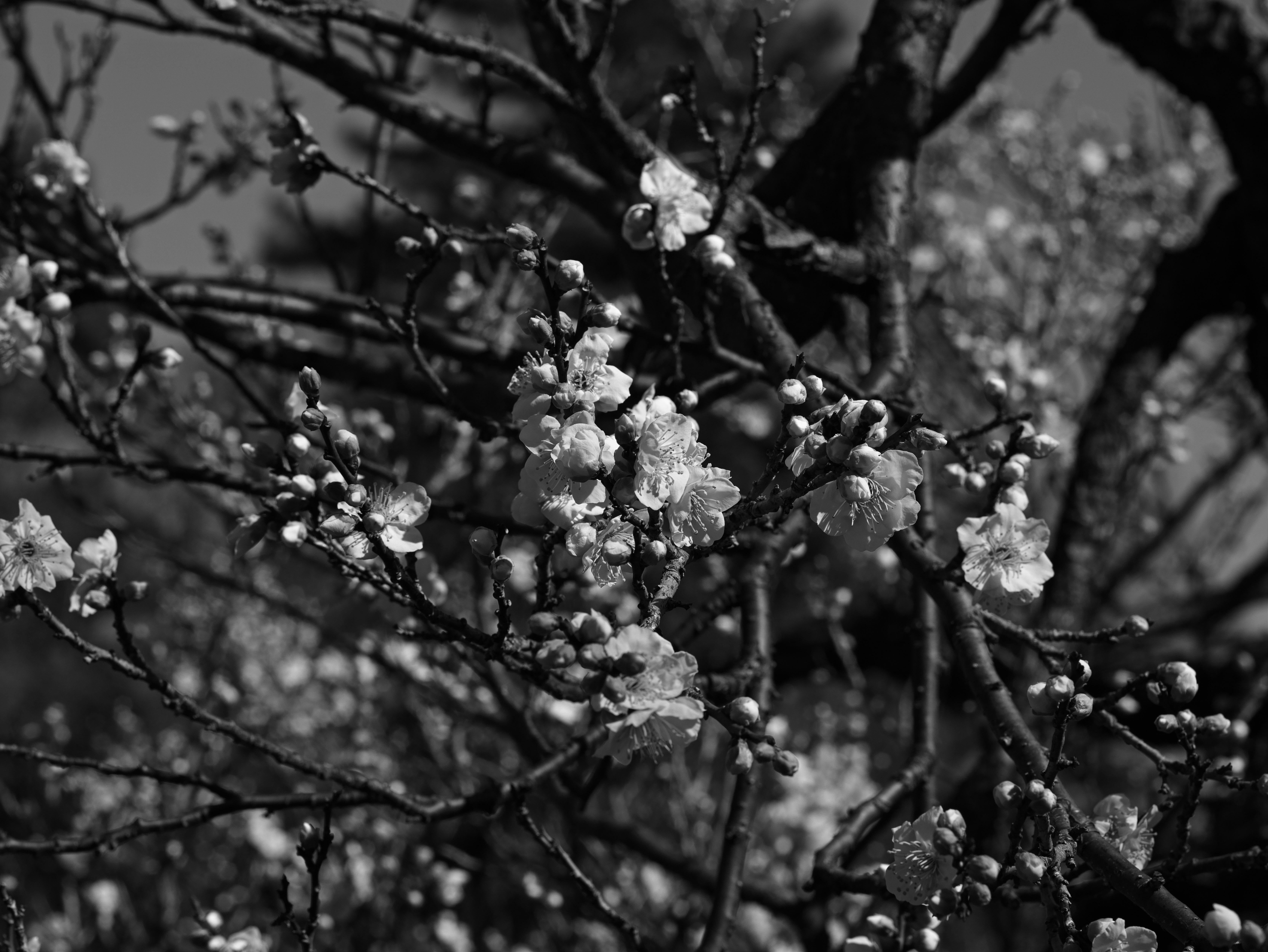 Gros plan de fleurs blanches sur une branche