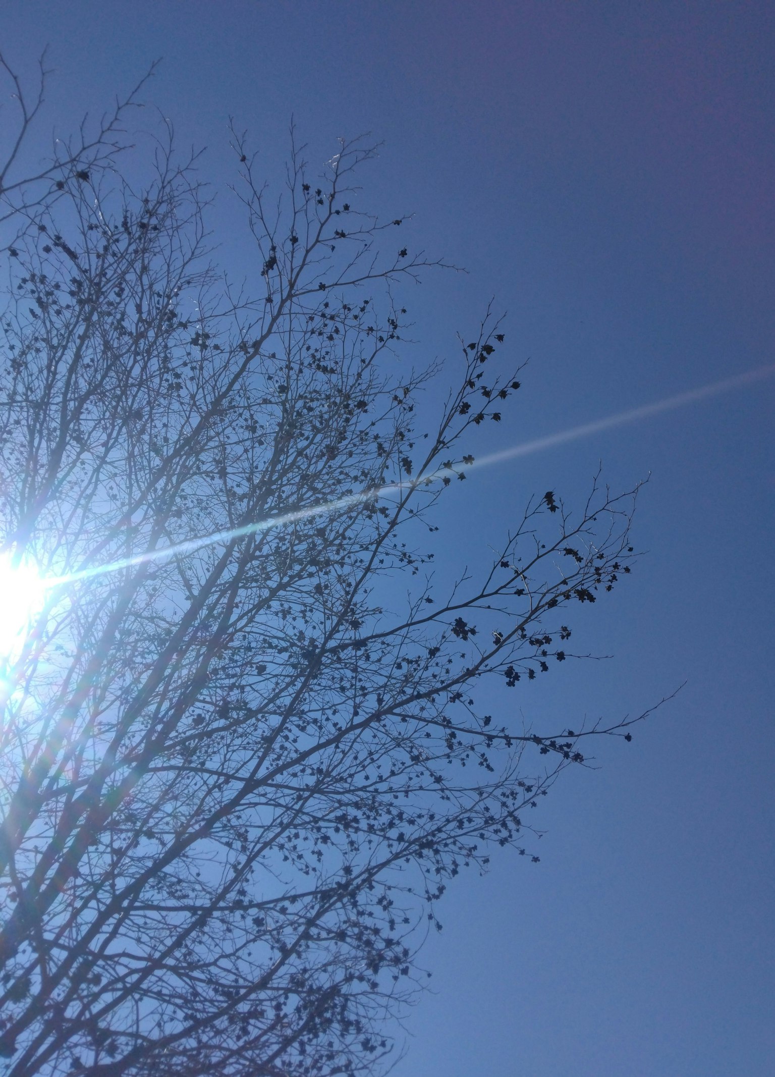 Ramas de árbol que se extienden hacia un cielo azul con luz solar