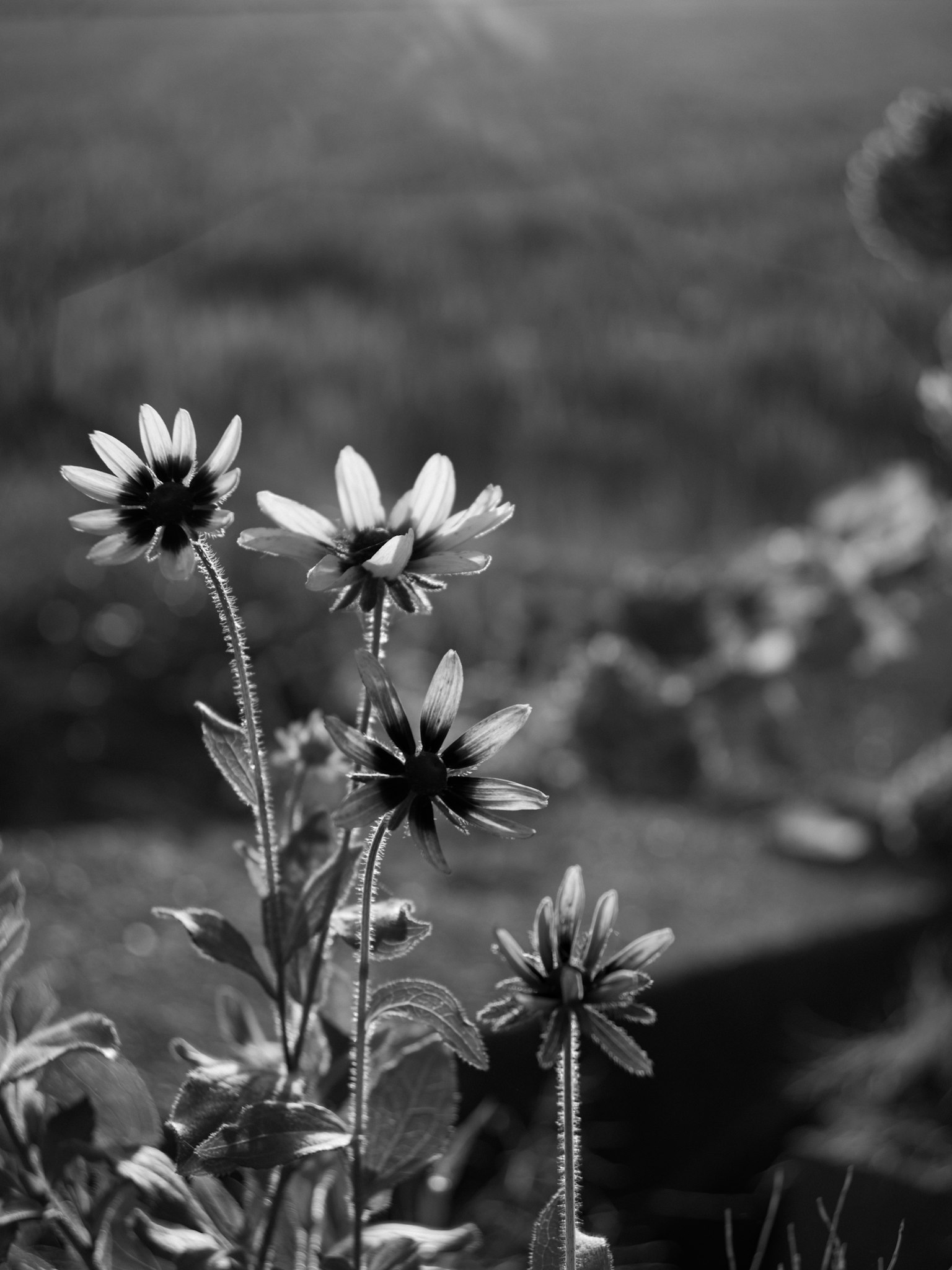 Black and white image of blooming flowers