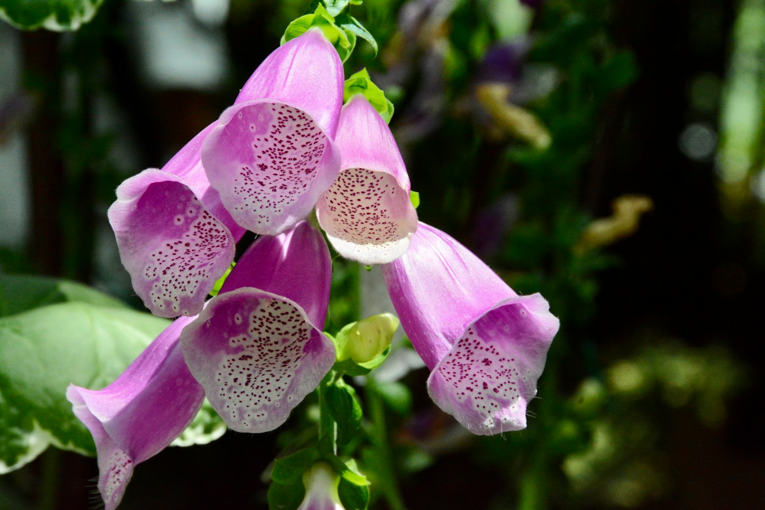 Bunga foxglove ungu yang indah bermekaran