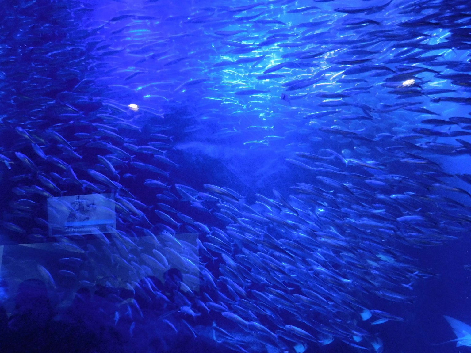 Scene of a school of fish swimming in blue water at an aquarium