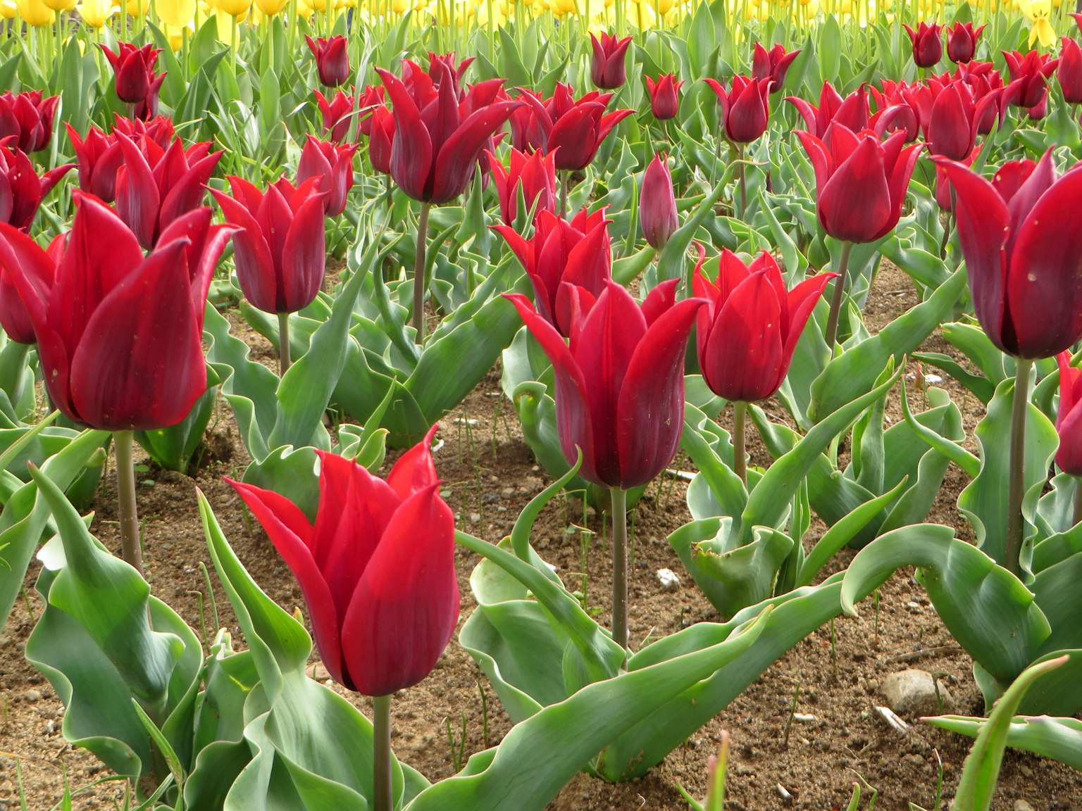 Campo di tulipani rossi vivaci in fiore