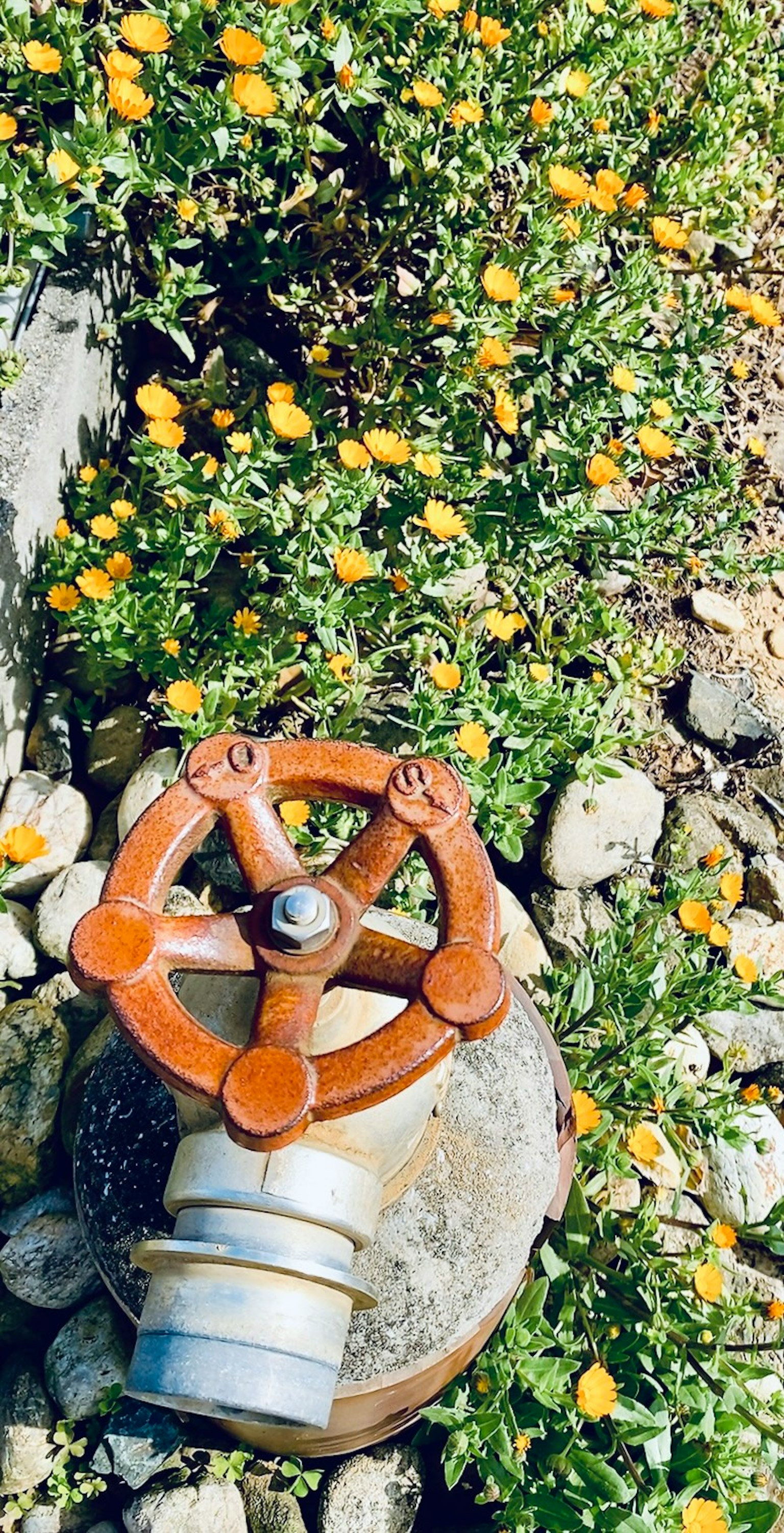 Vieja válvula y tubo rodeados de flores silvestres