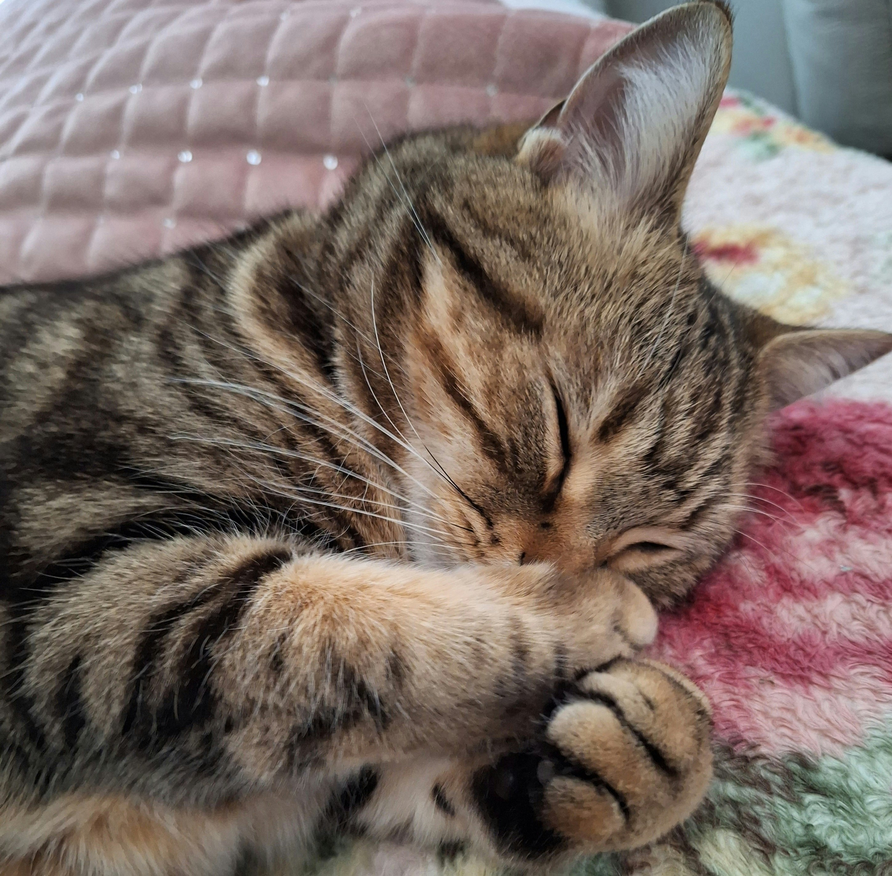 sleeping tabby kitten curled up on a bed