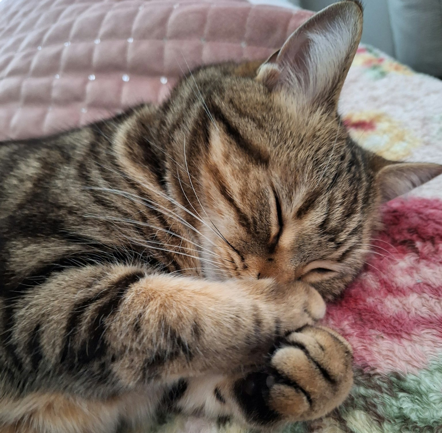 Eine schlafende braun gestreifte Katze, die auf einer Decke eingerollt ist