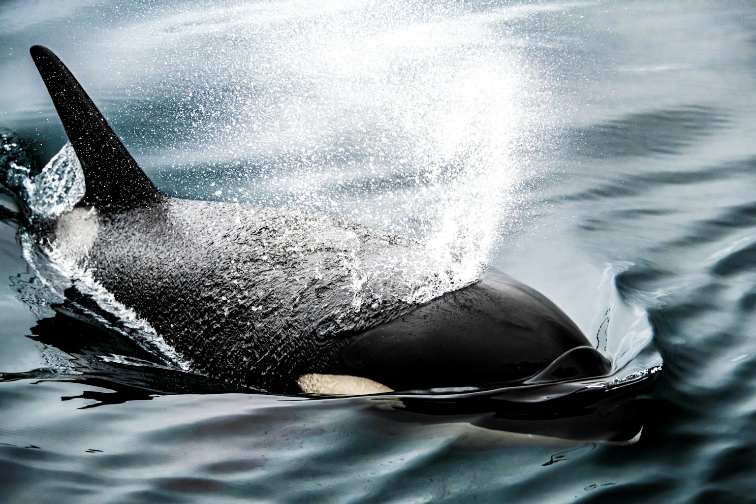 Orca fin breaking the surface with splashes
