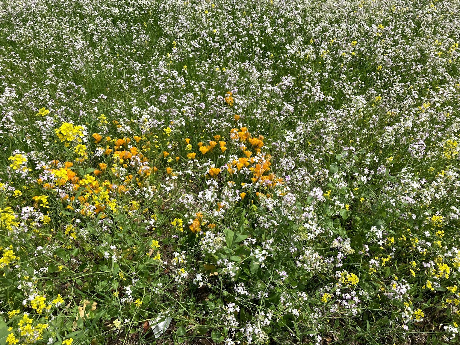Weite Wiese mit weißen und gelben Blumen
