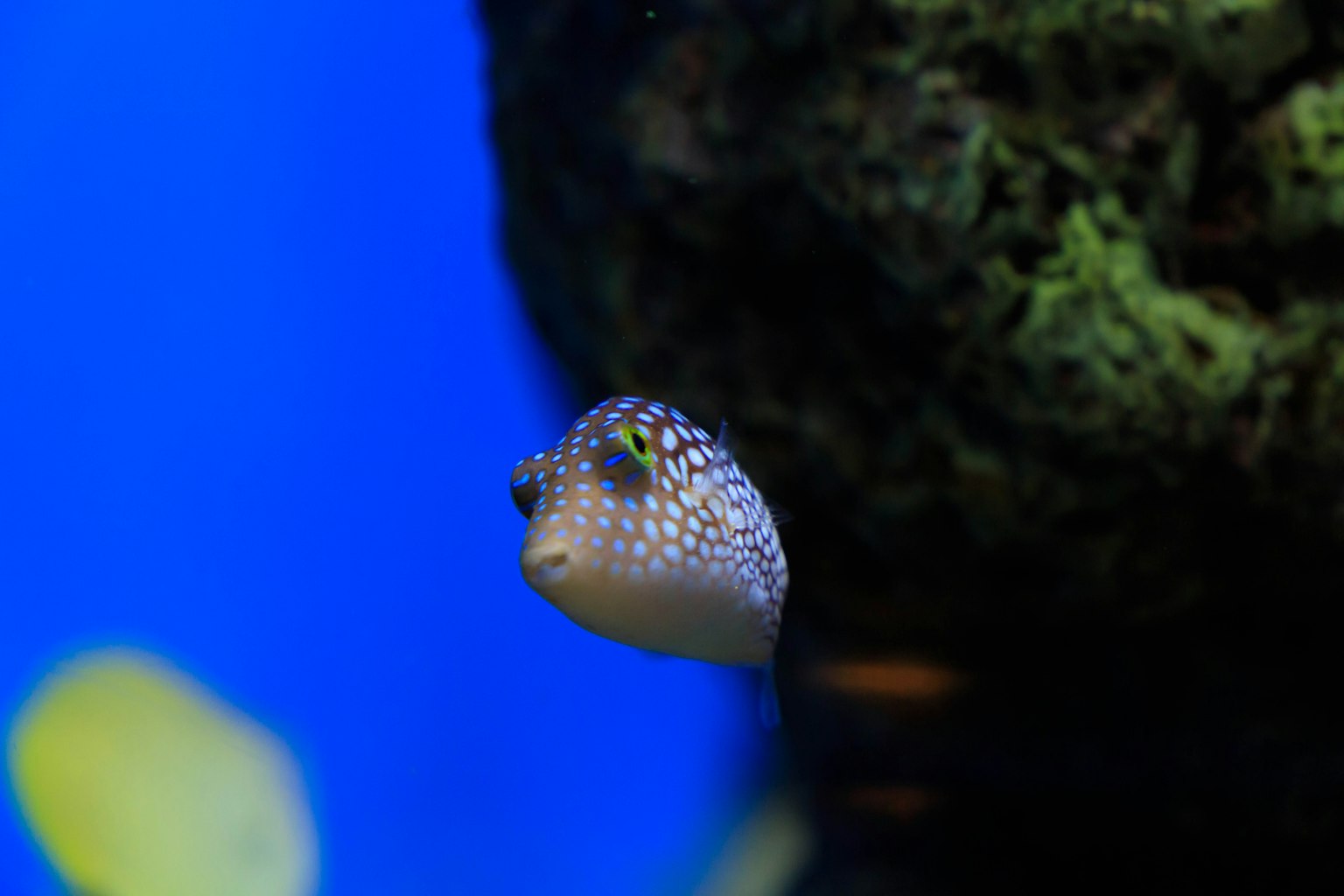 Image of a small fish in a blue aquarium