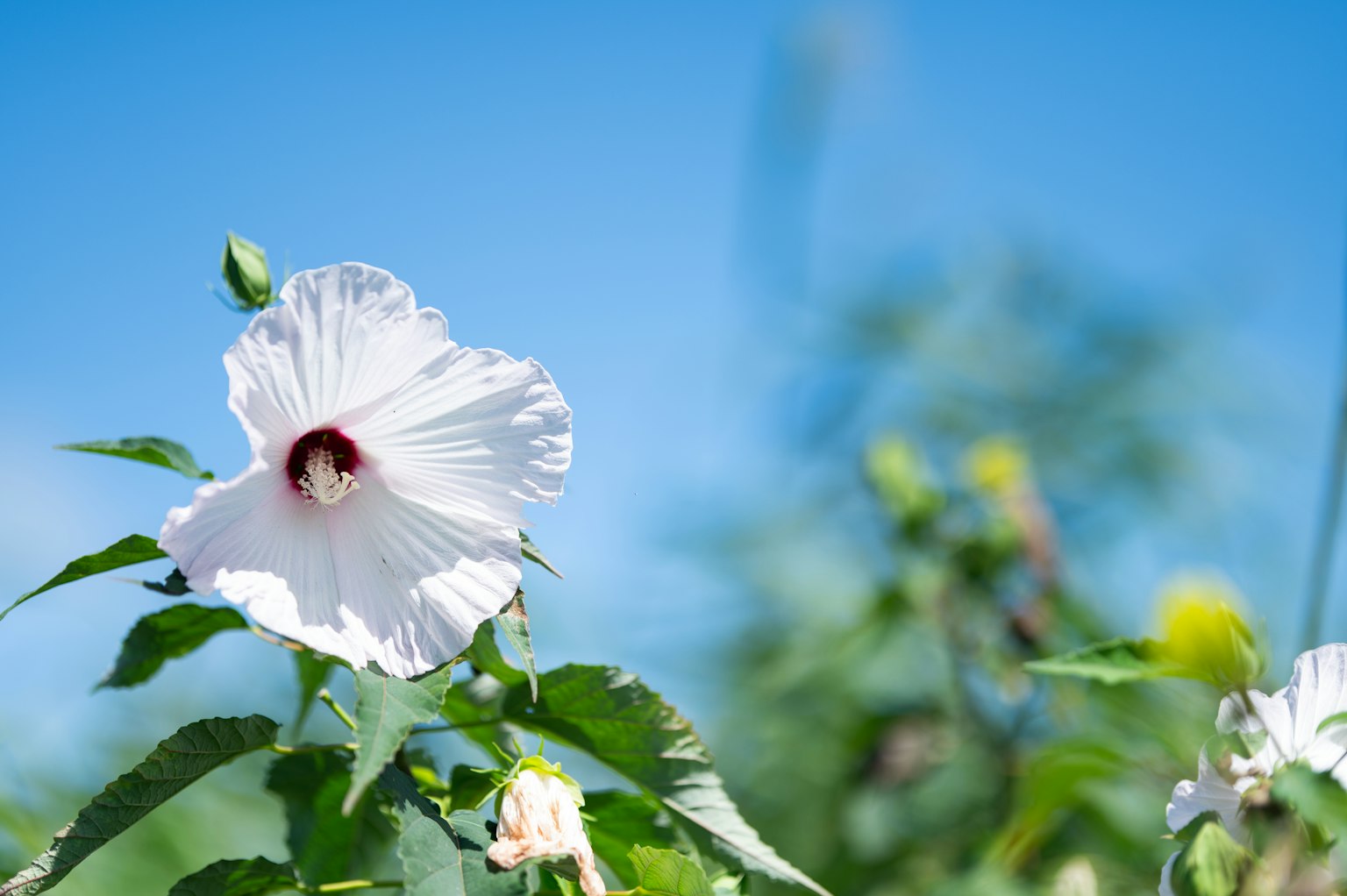 Flor de hibisco blanca contra un cielo azul con hojas verdes