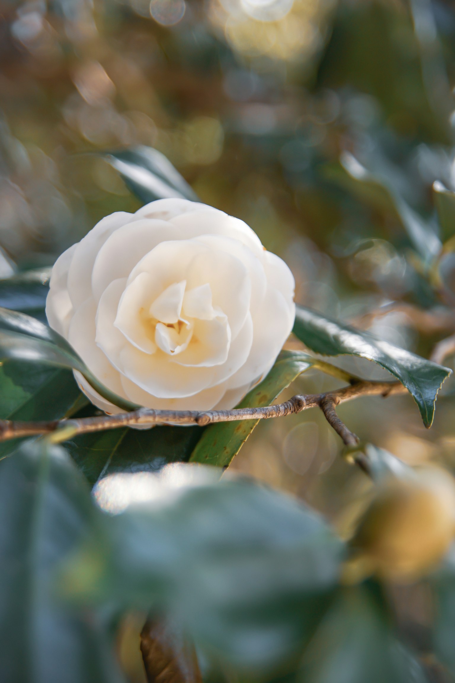 Bunga camelia putih yang indah dengan daun hijau dalam pengaturan alami