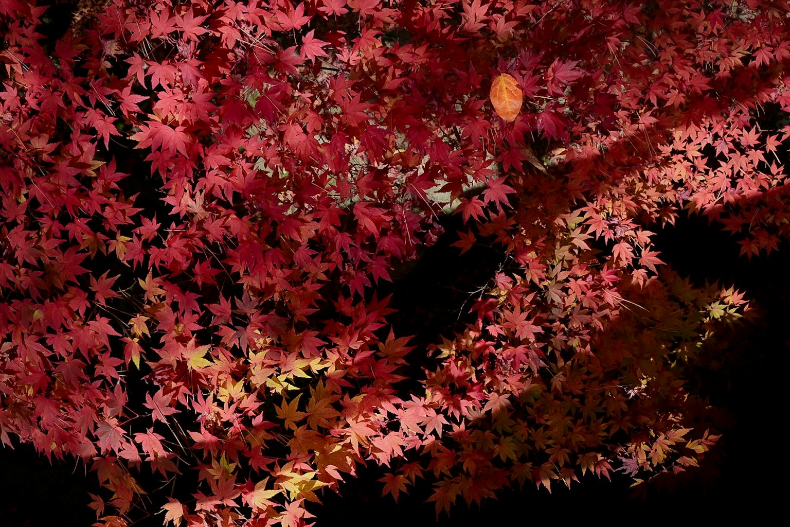 검은 배경에 펼쳐진 빨간 단풍잎의 아름다운 장면