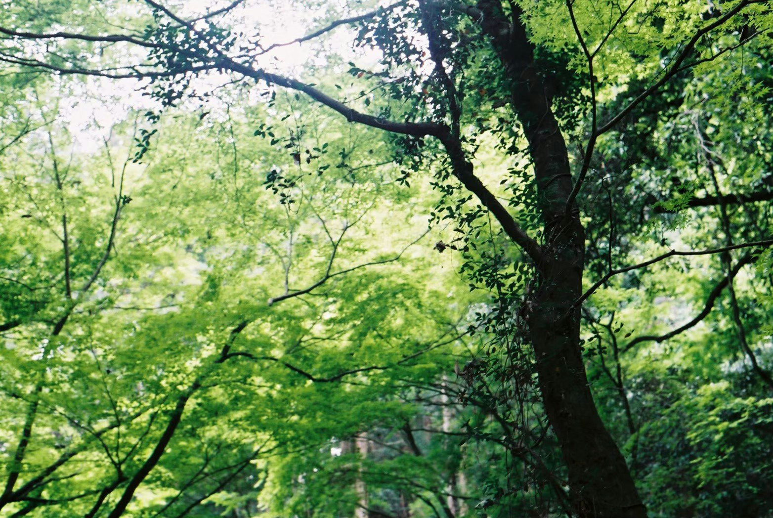 新緑の木々が広がる公園の緑の景色