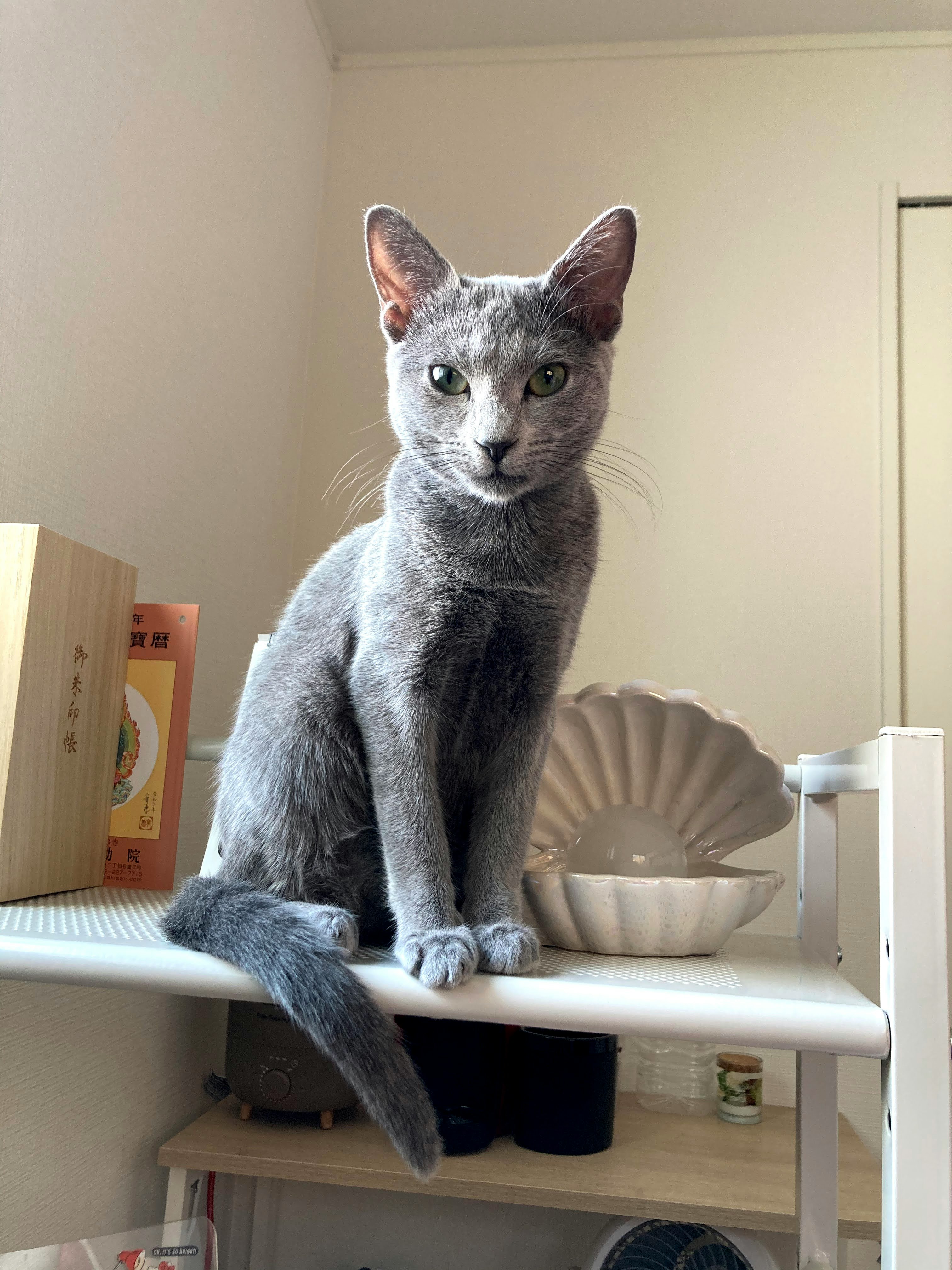 棚の上に座るグレーの猫
