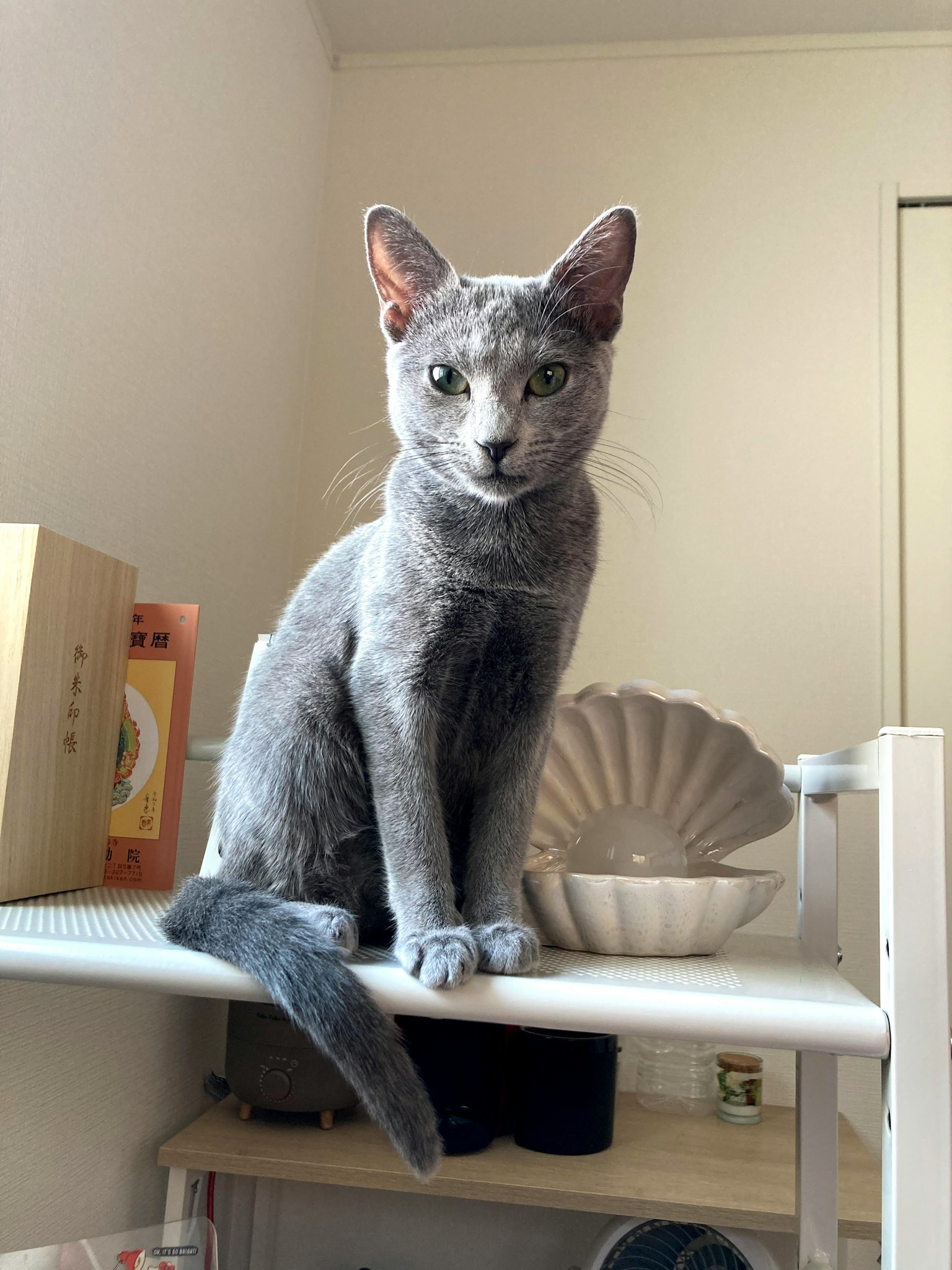Gatto grigio seduto su uno scaffale