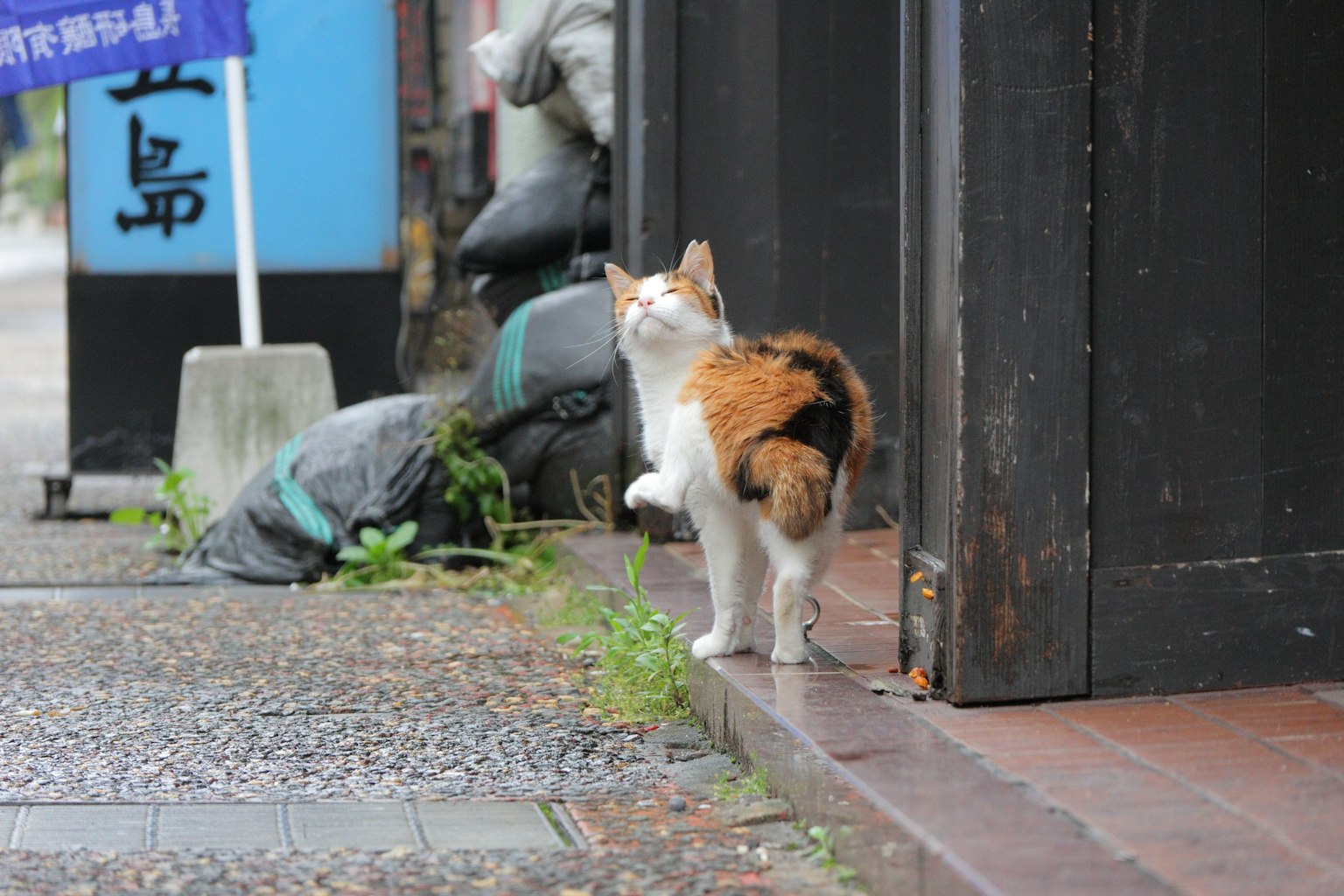 A calico cat turning its head on the street