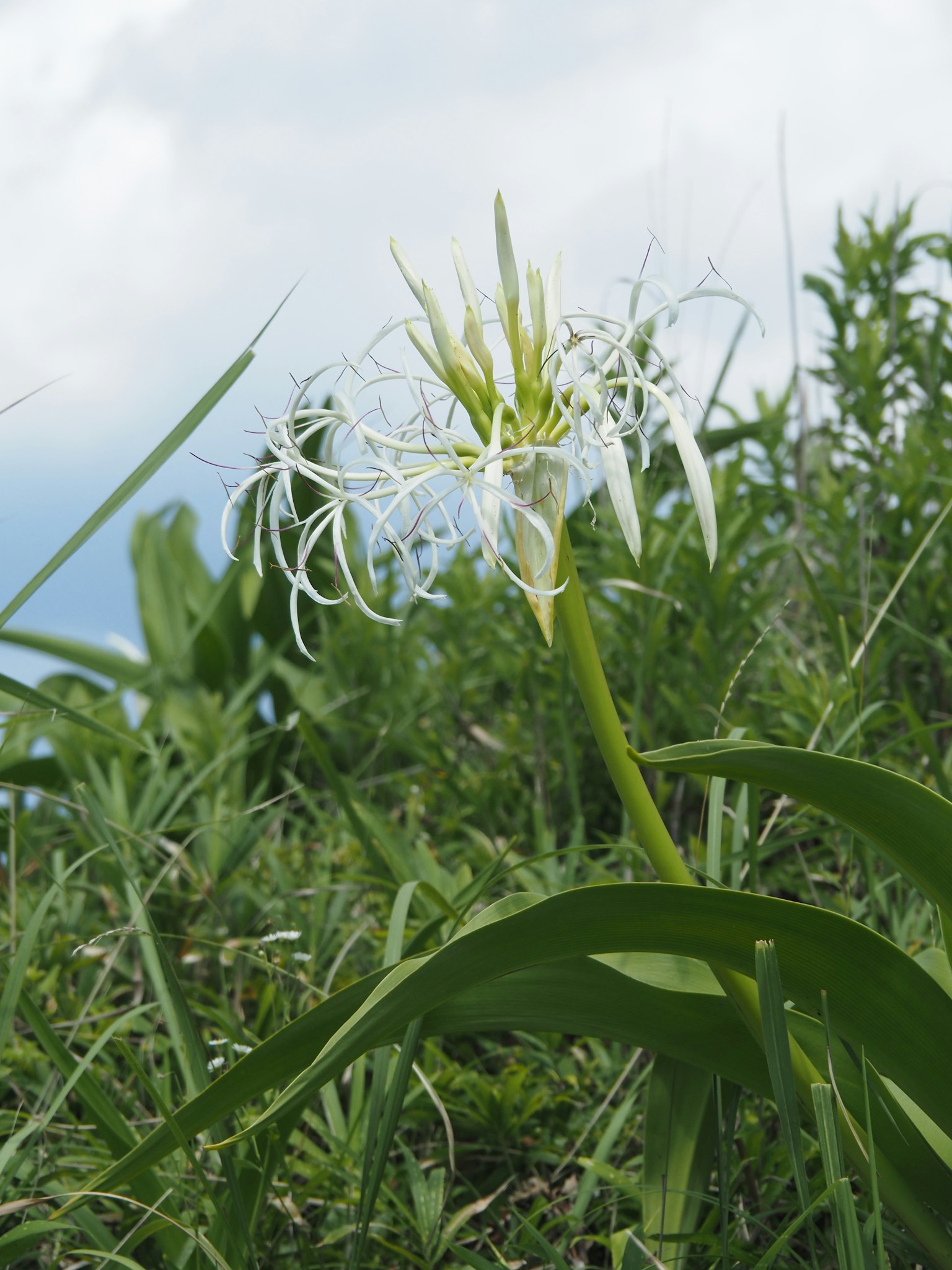Un fiore bianco che sboccia tra l'erba verde