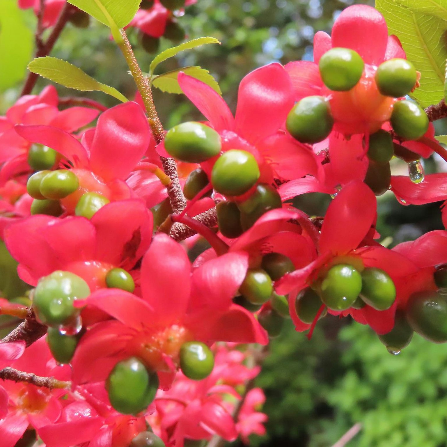 Kedekatan bunga merah cerah dengan kuncup hijau pada tanaman