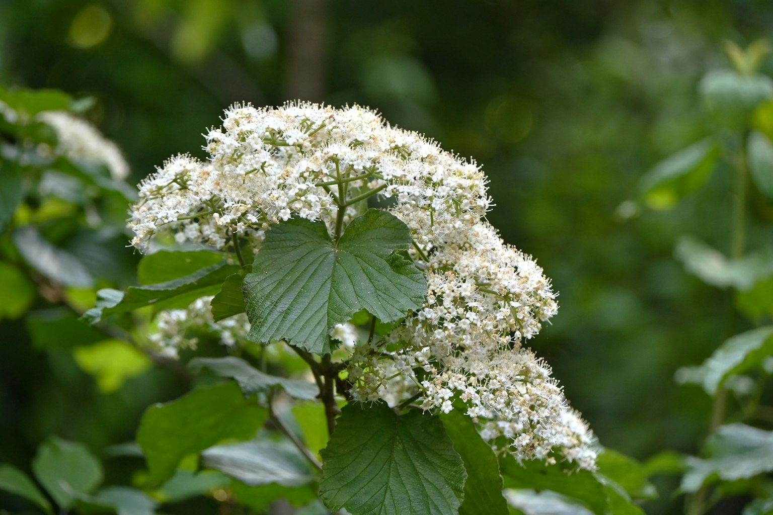 Cluster of white flowers with green leaves in a natural setting