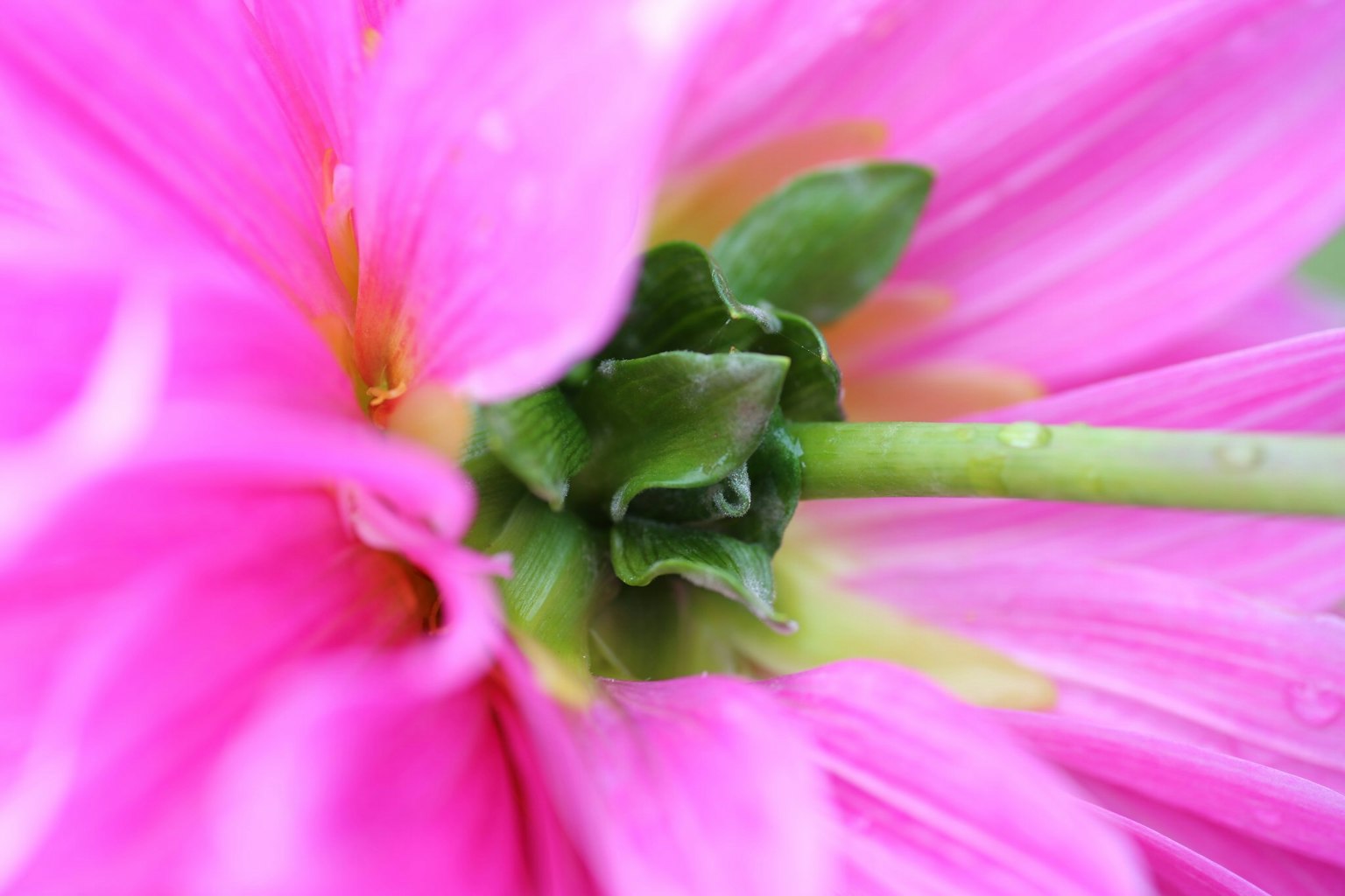 Primo piano del centro di un fiore rosa con foglie verdi visibili