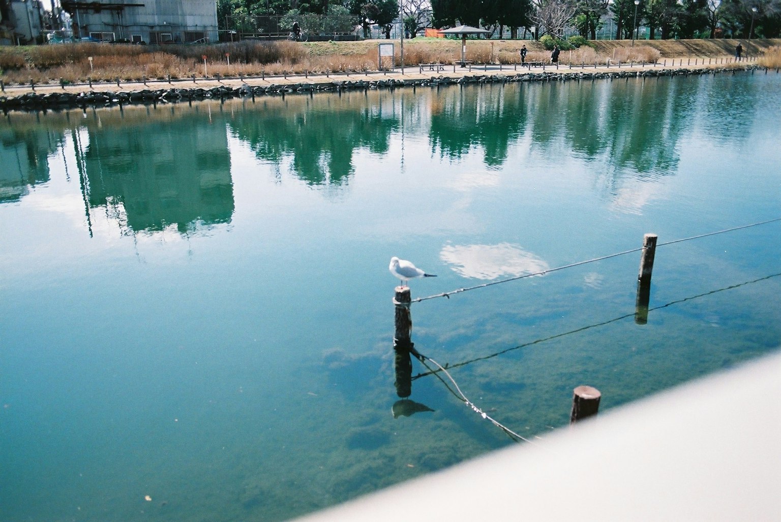 Superficie de agua serena reflejando el paisaje con un solo pájaro blanco