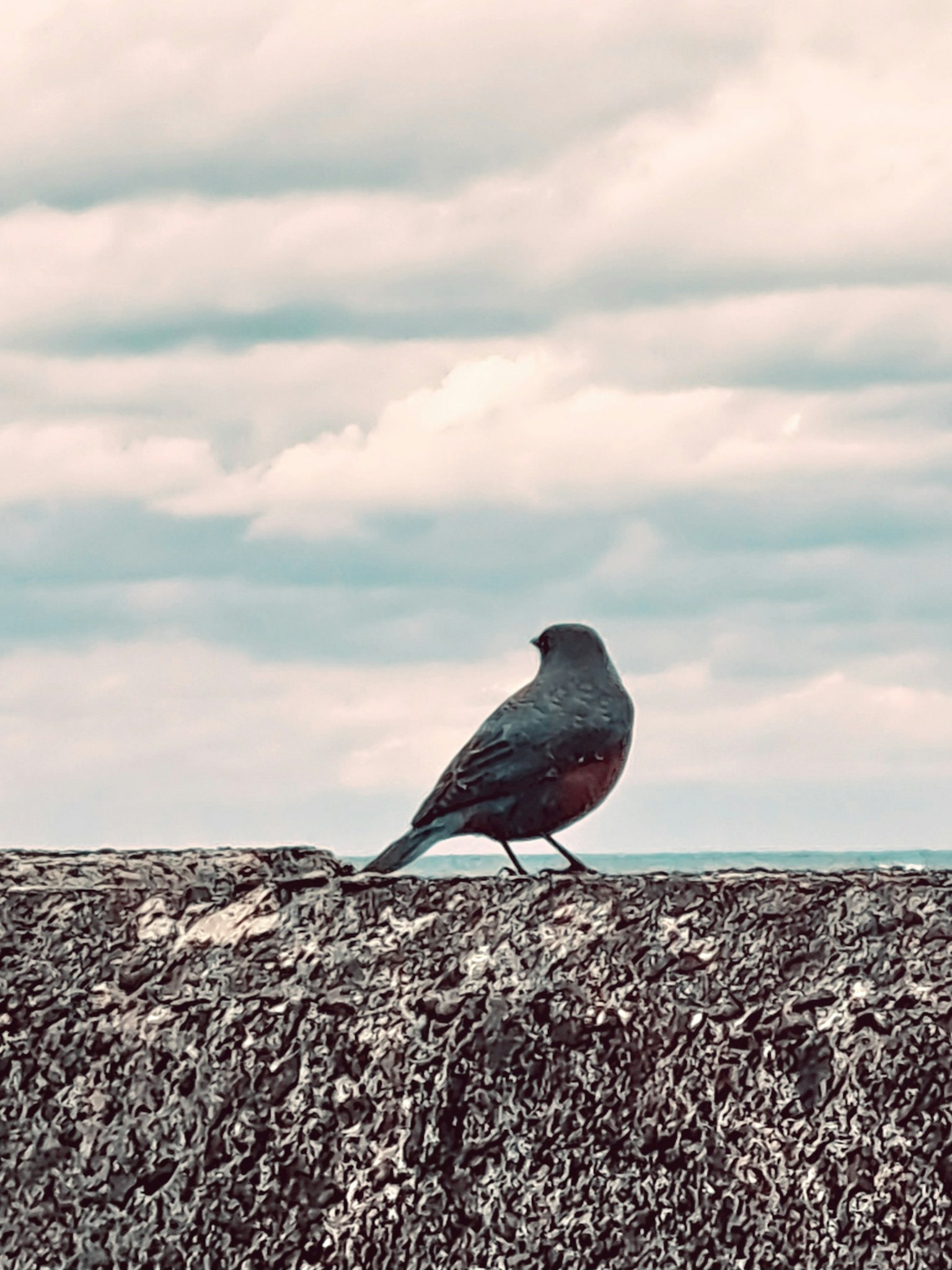 Un oiseau noir se tenant sur un mur de pierre devant un ciel gris