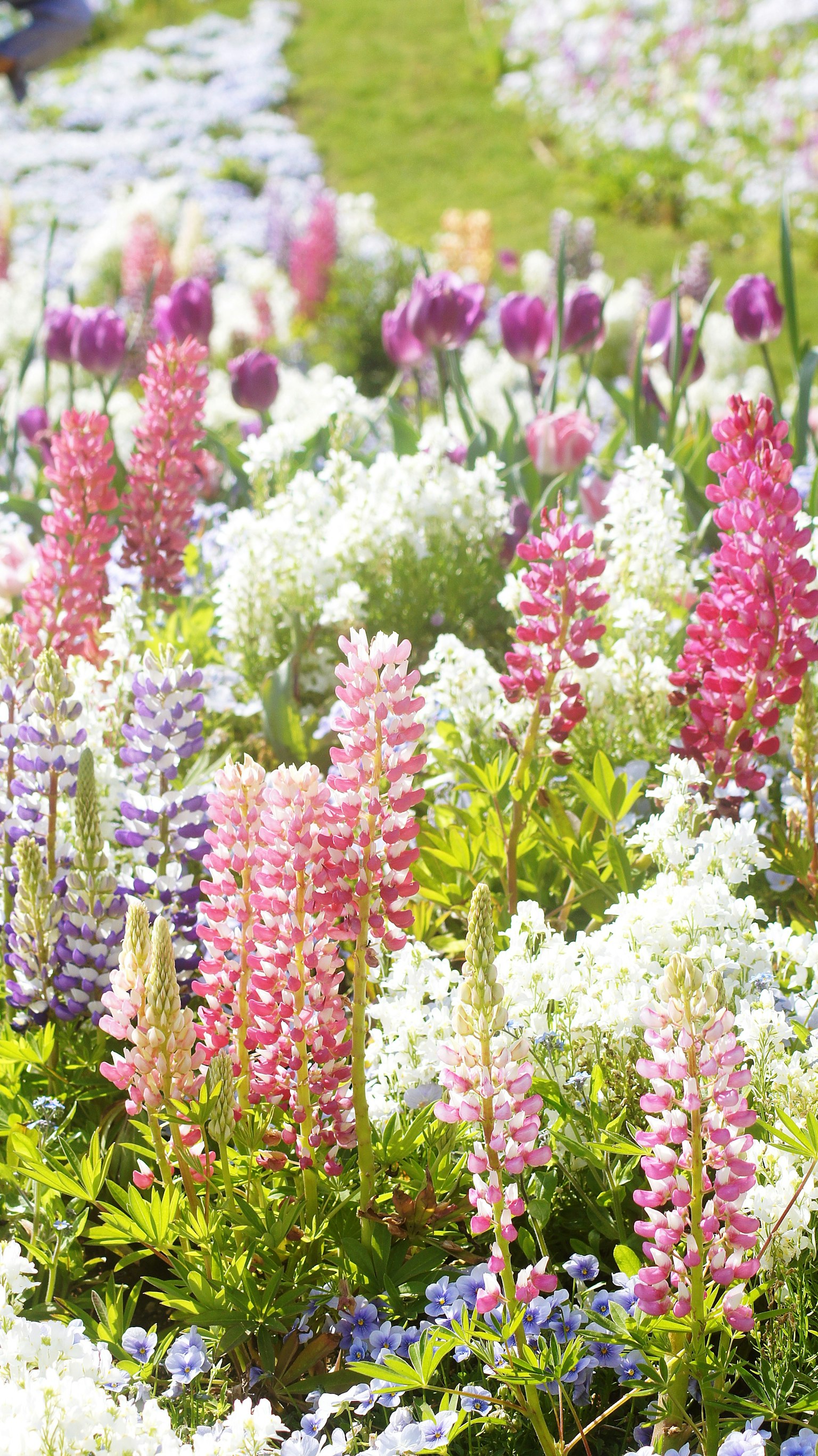 Fiori colorati che fioriscono in un bellissimo giardino