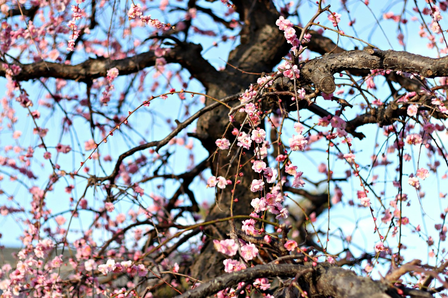 Rami di un albero con fiori rosa sotto un cielo blu