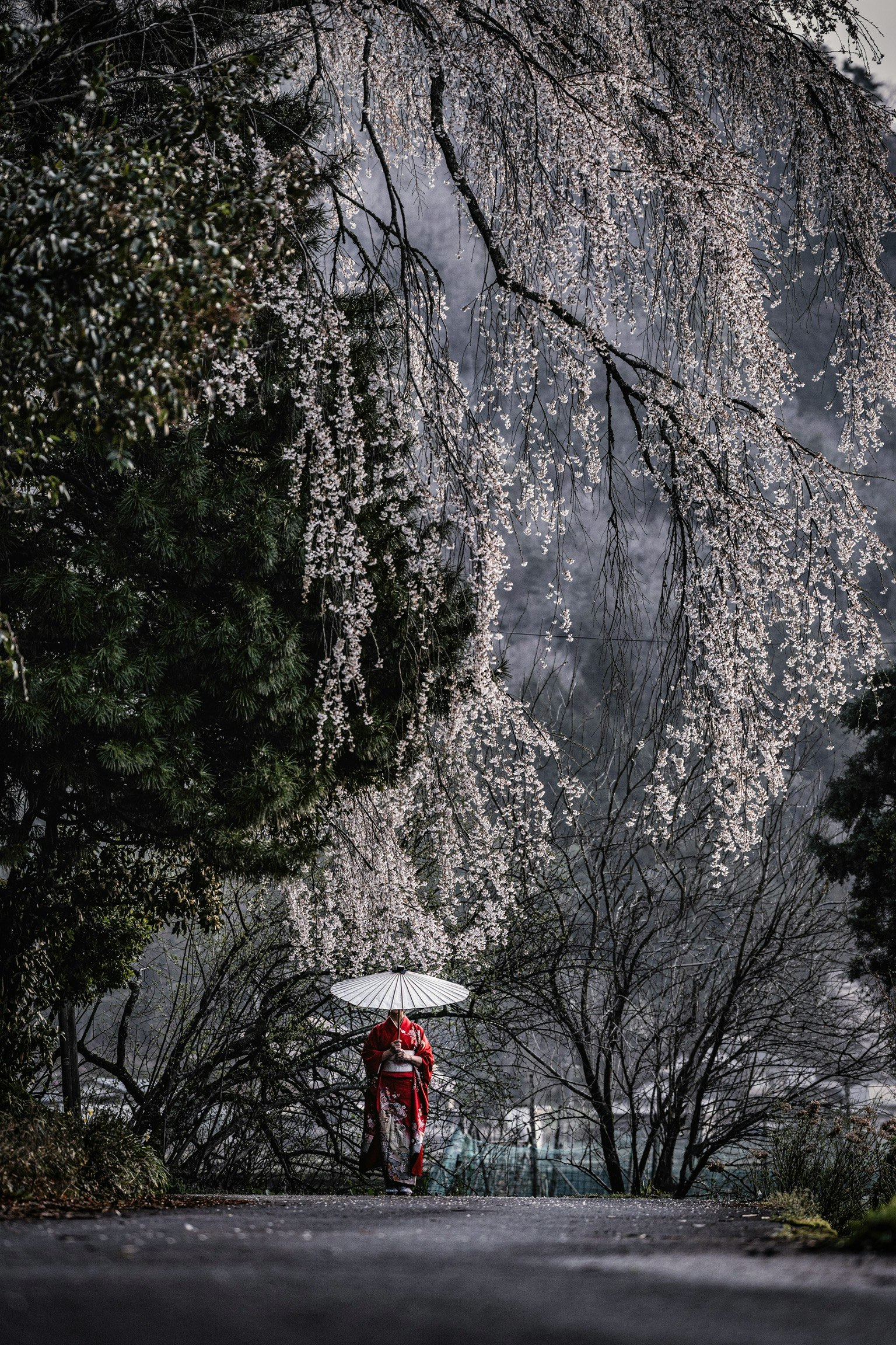 A figure in red attire walking with an umbrella surrounded by flowering trees and a rocky backdrop