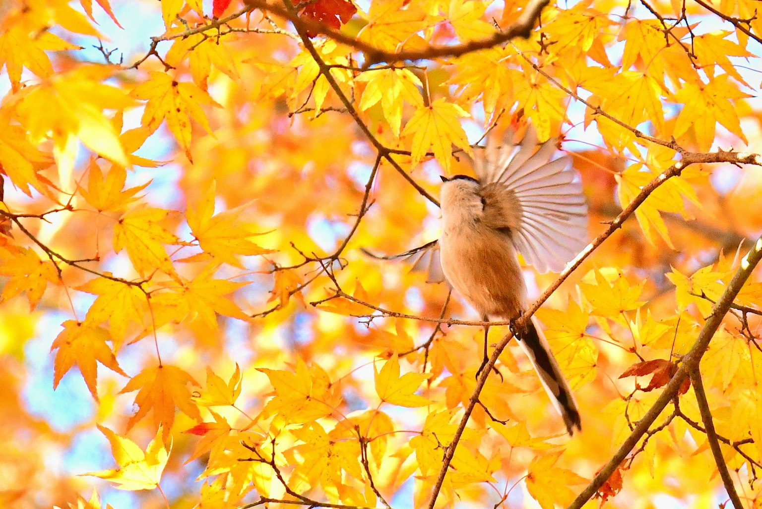 秋の紅葉の中で羽を広げる小鳥の写真