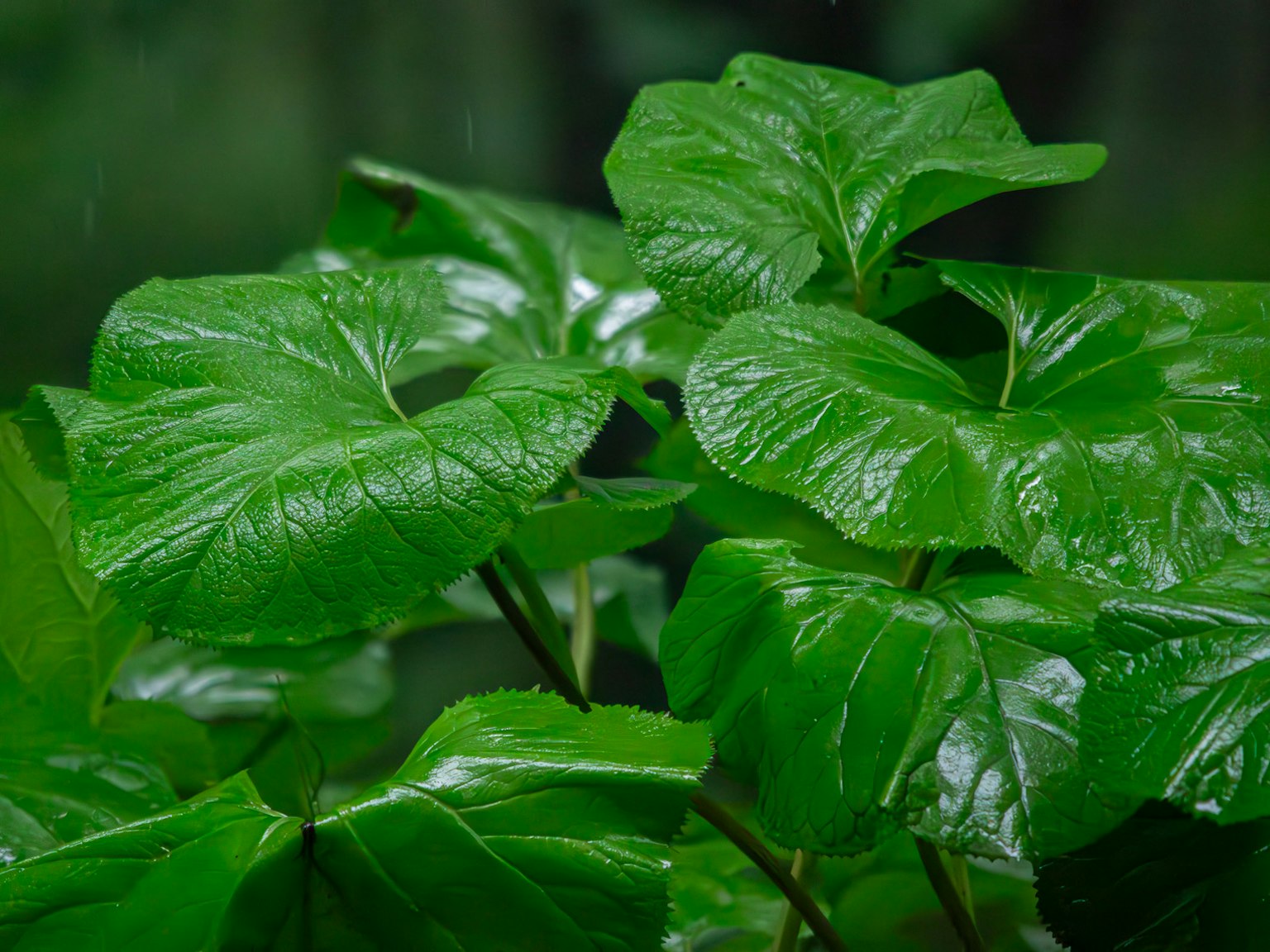 Primer plano de hojas verdes brillantes con gotas de lluvia