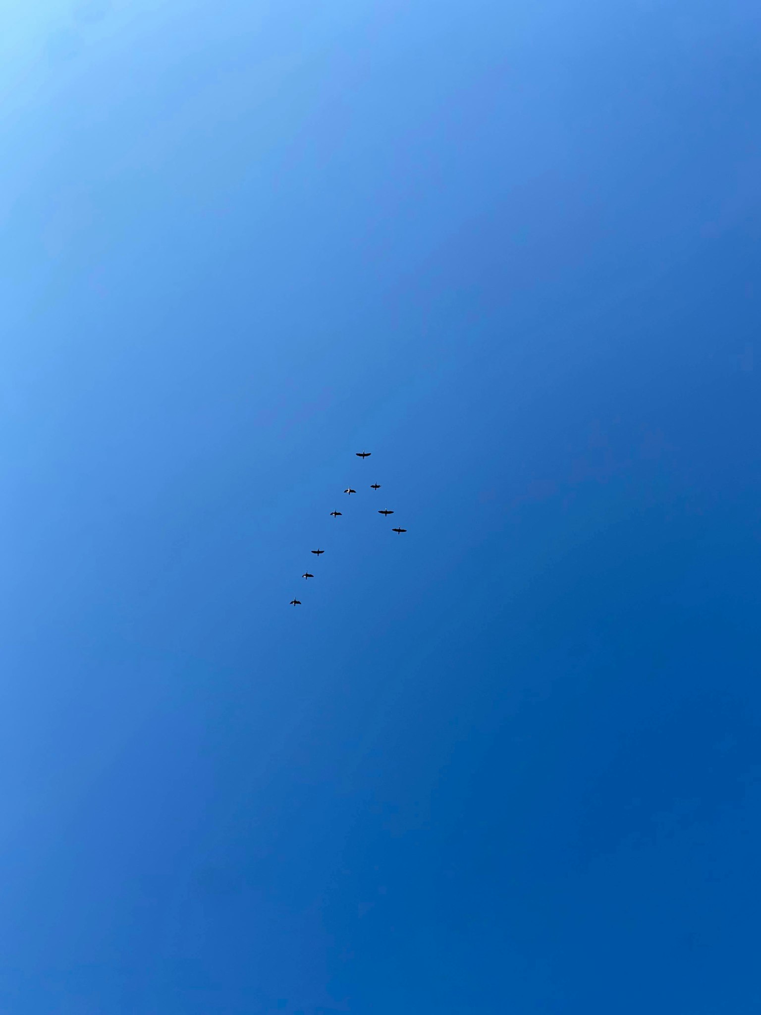 Sekelompok burung terbang di langit biru yang cerah