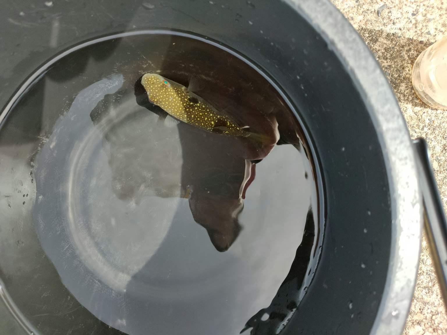 A fish swimming in a bucket of water with visible reflections and surroundings