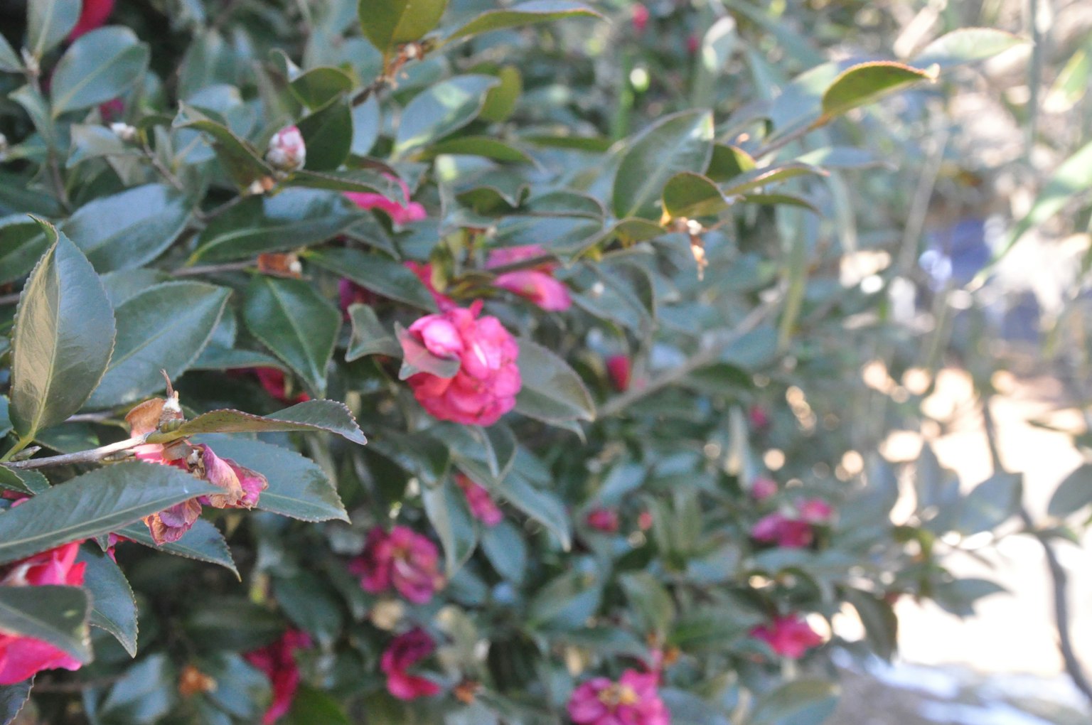 A lush green shrub with blooming pink flowers
