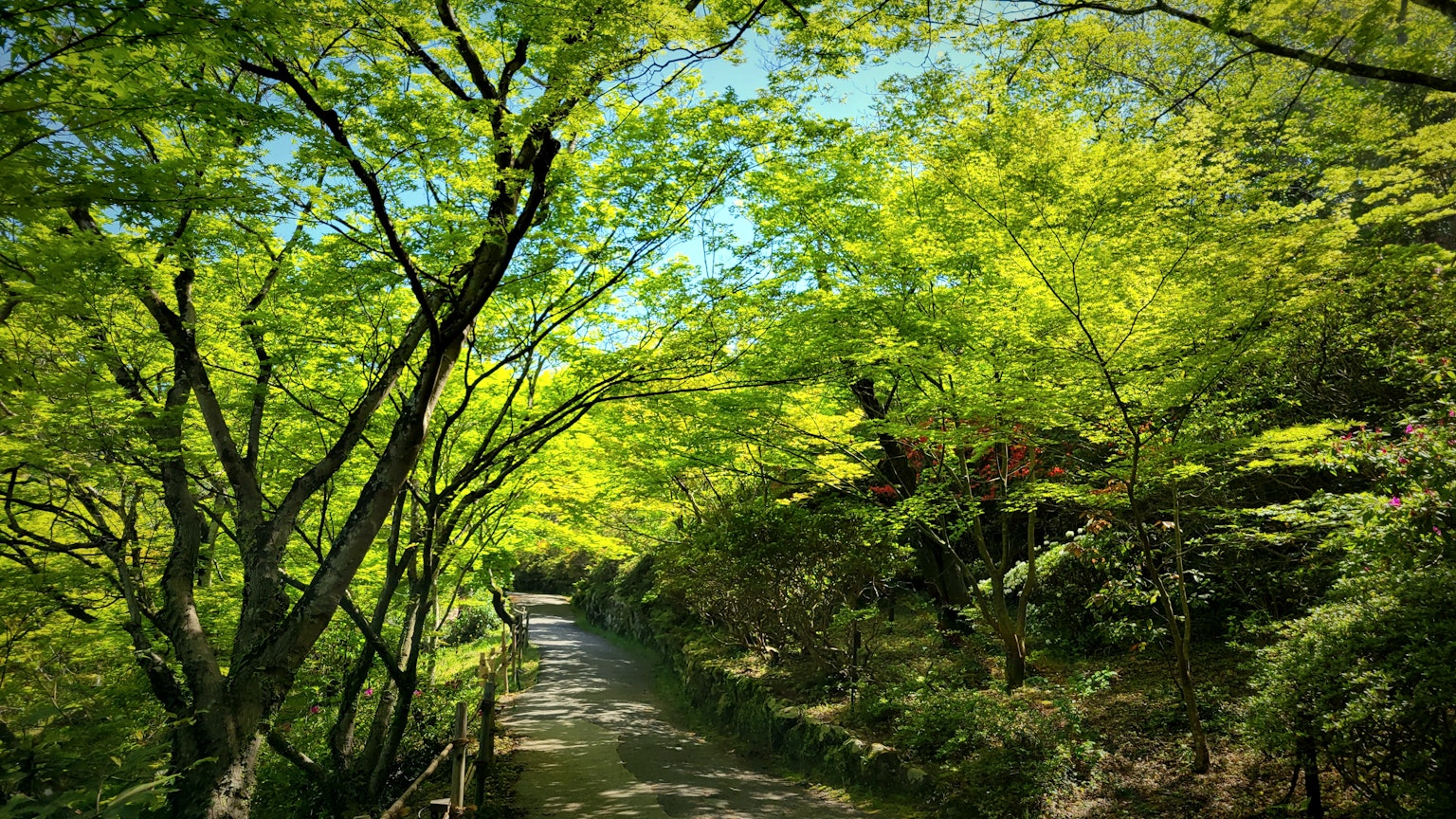 Sentiero sereno ombreggiato da fogliame verde vibrante